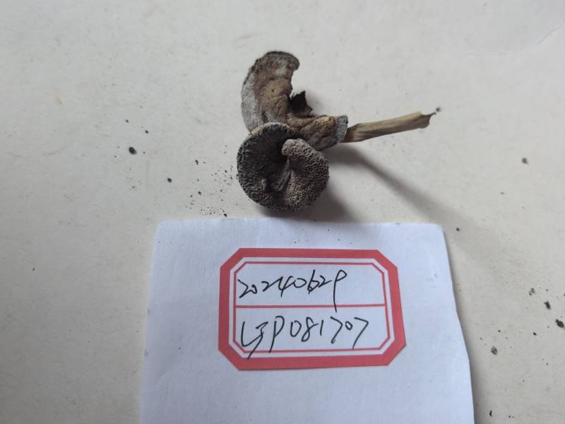 与金孢寄生菌相似