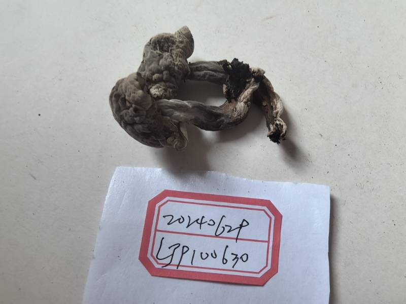 Hypomyces aff. chrysospermus