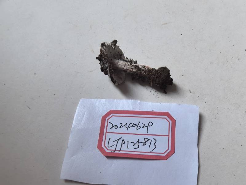 粉褶菌菌丝寄生