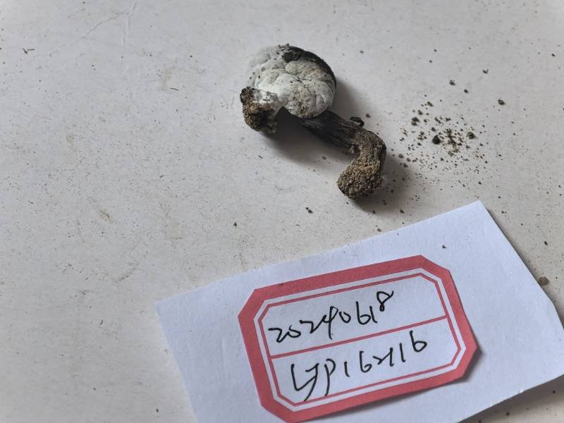 Hypomyces aff. Chrysospermus