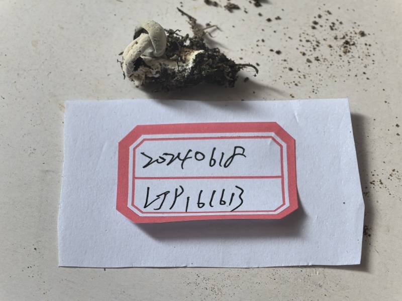 Hypomyces aff. Chrysospermus