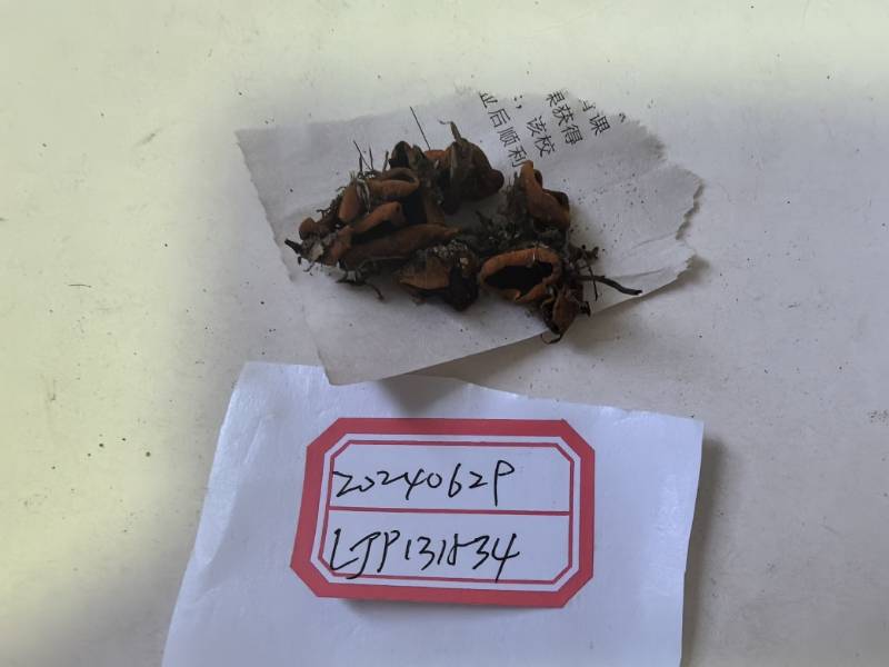 疑似暗盘菌 近缘