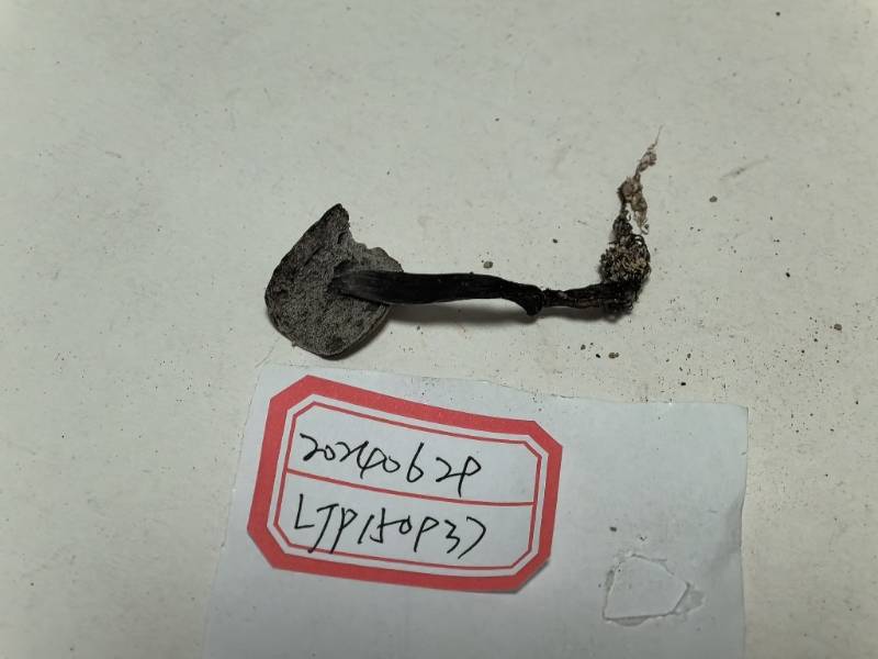 Hypomyces aff. chrysospermus