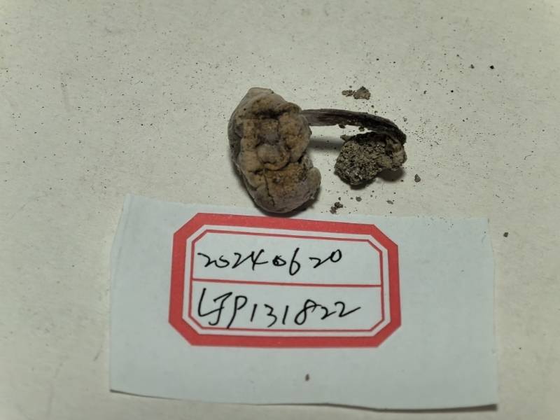 相似金孢寄生菌