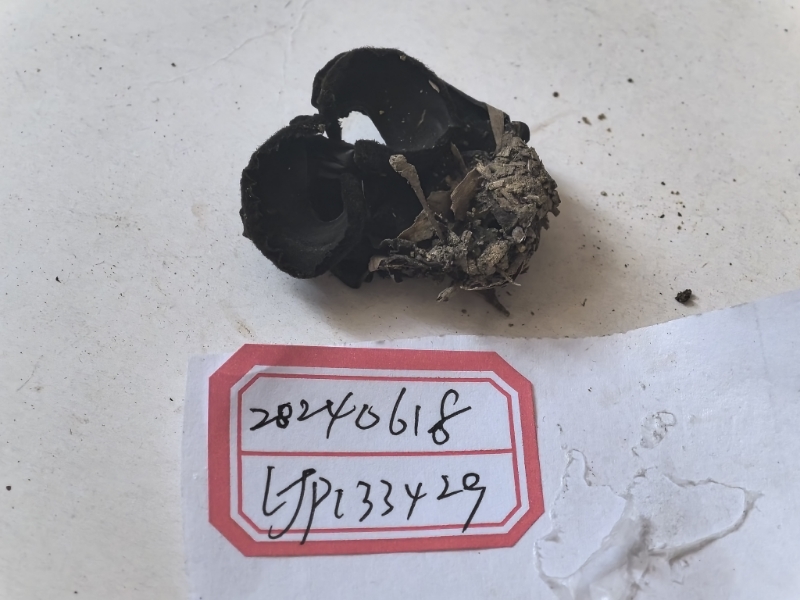 窄孢胶陀螺盘菌