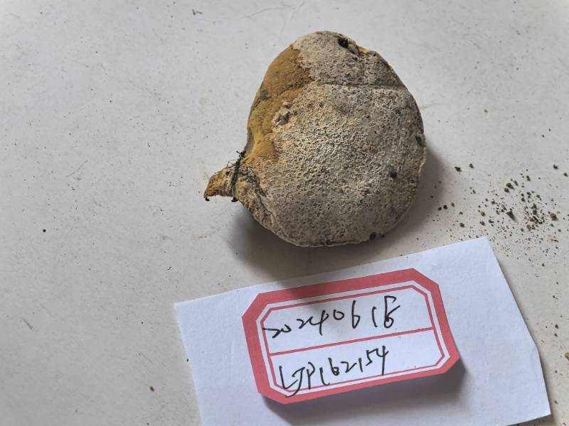 Hypomyces aff. chrysospermus