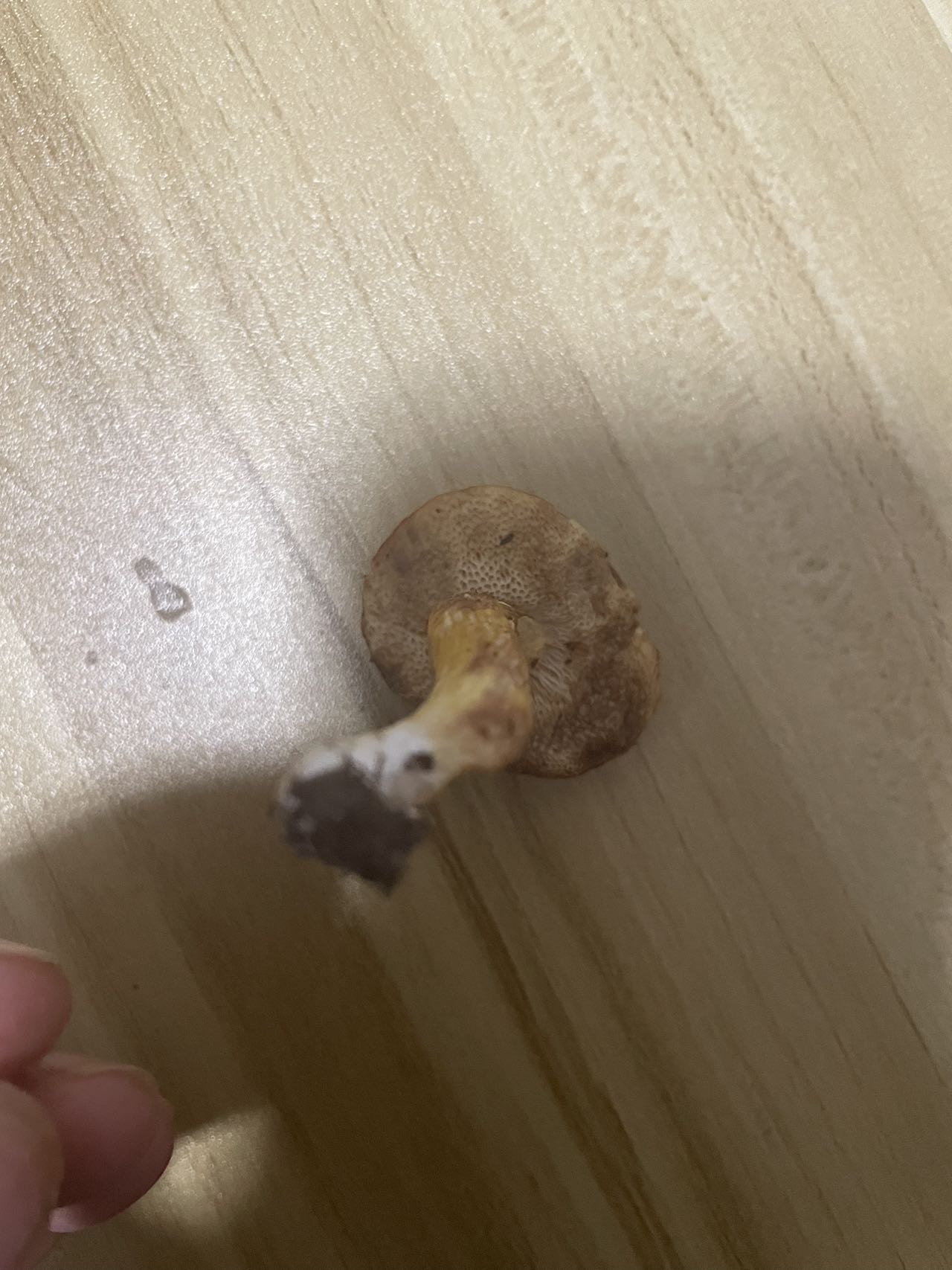 橙黄粉孢牛肝菌近似种