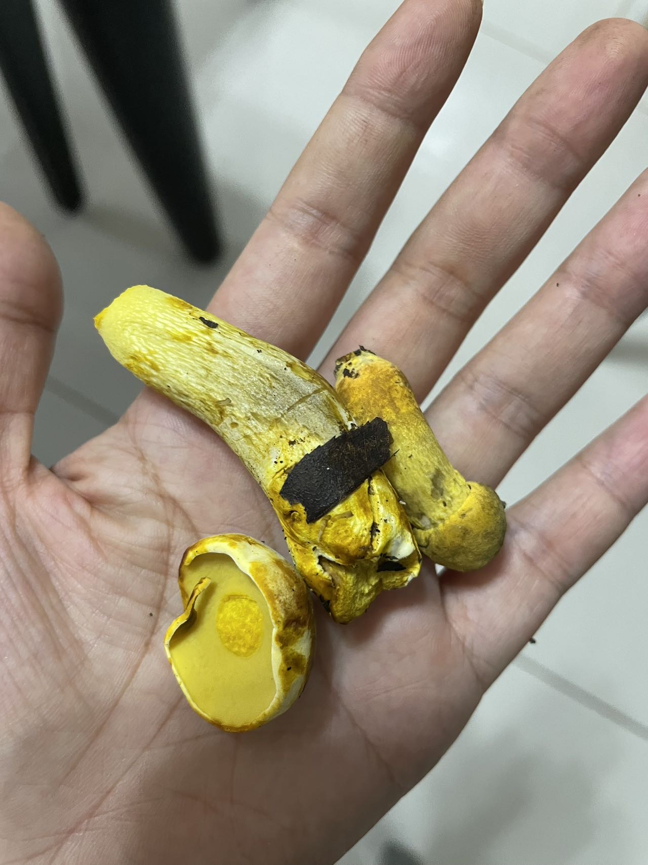 考夫曼网柄牛肝菌