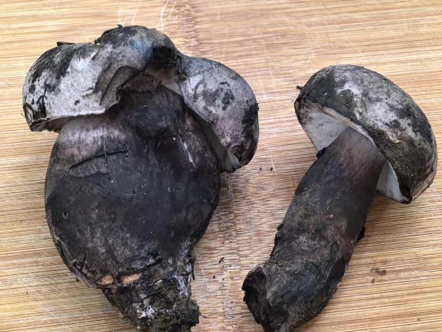 粉孢牛肝菌属一种