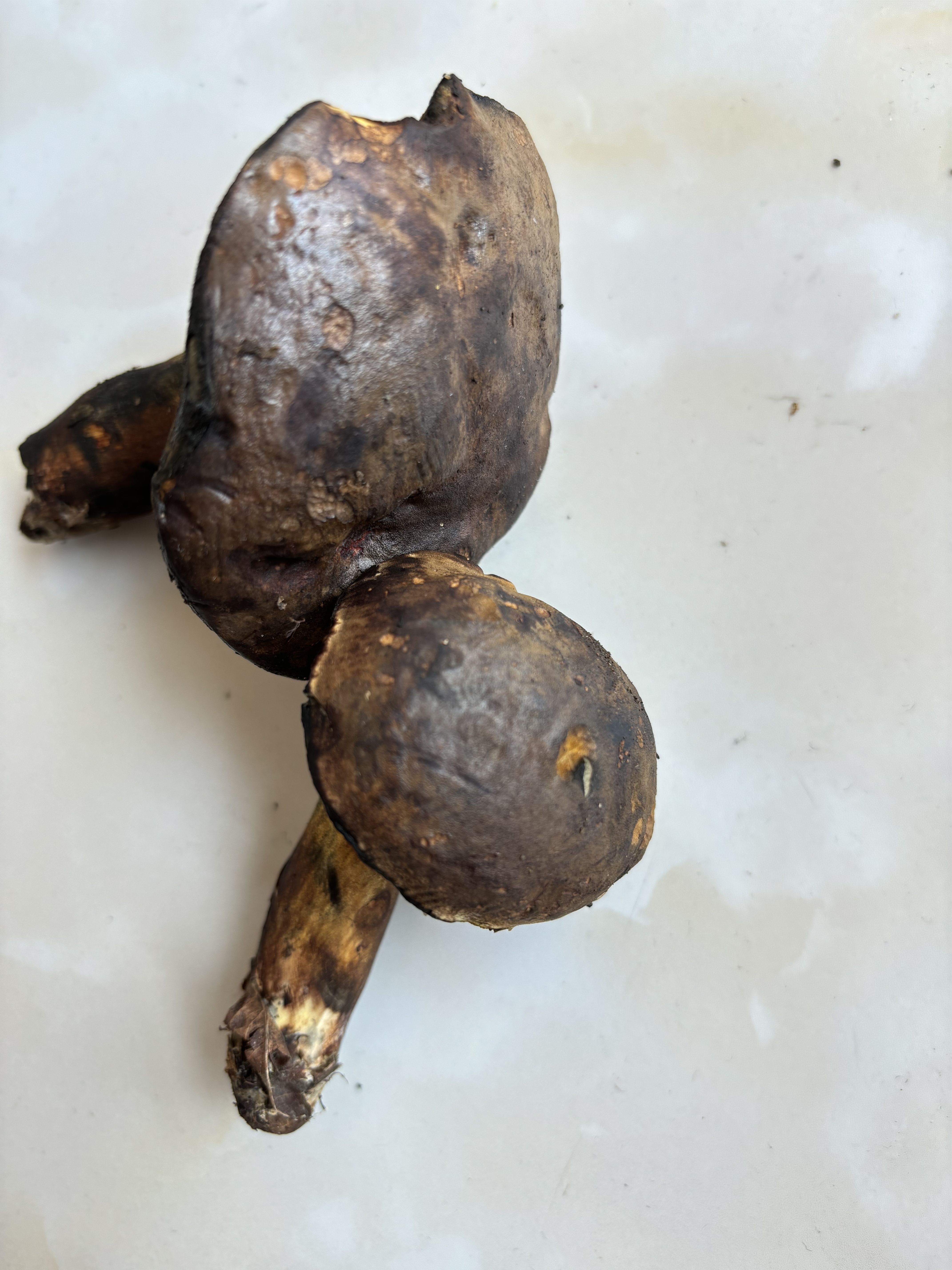 黏盖变蓝牛肝菌