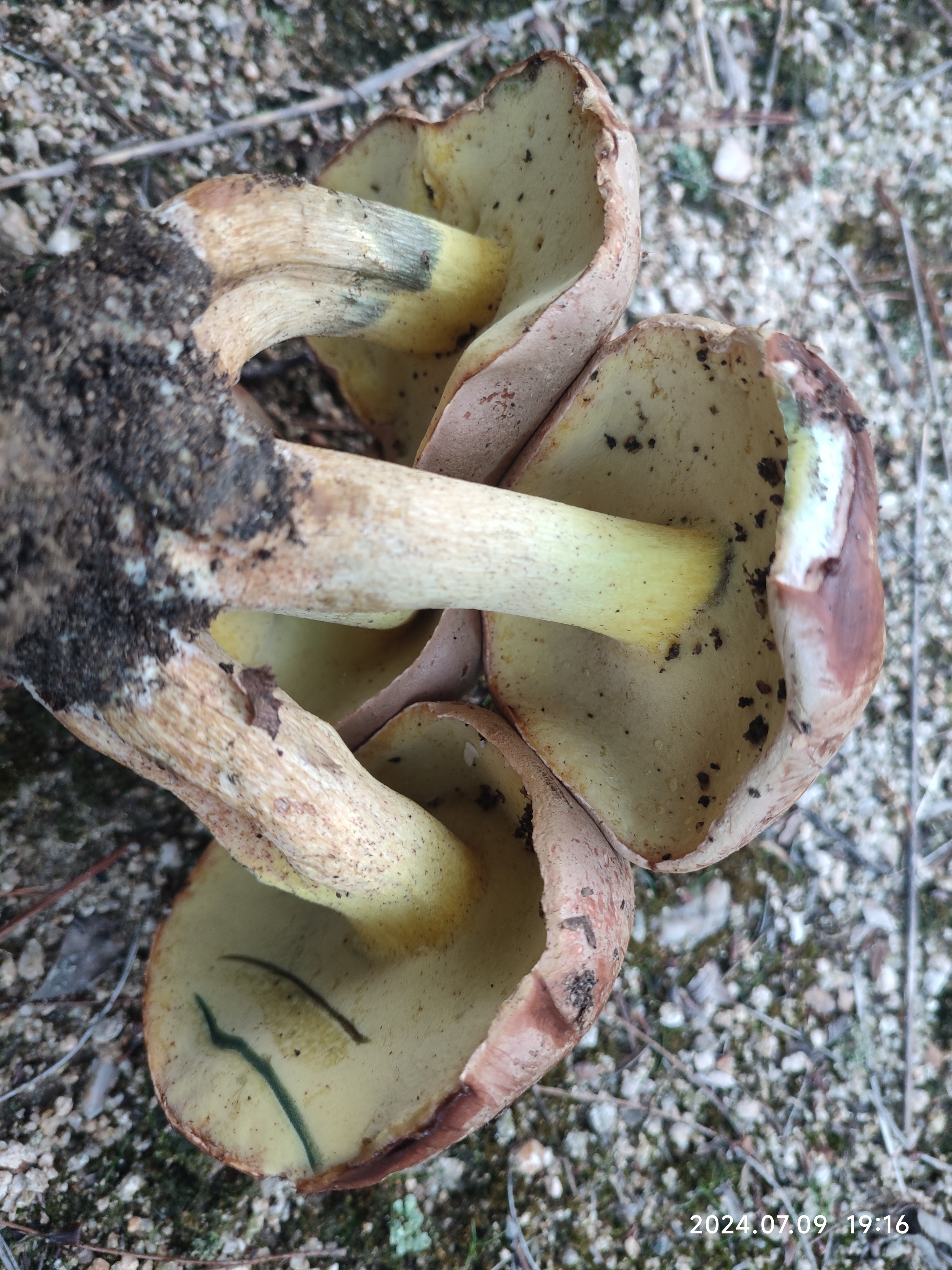 拟褐黄肉牛肝菌