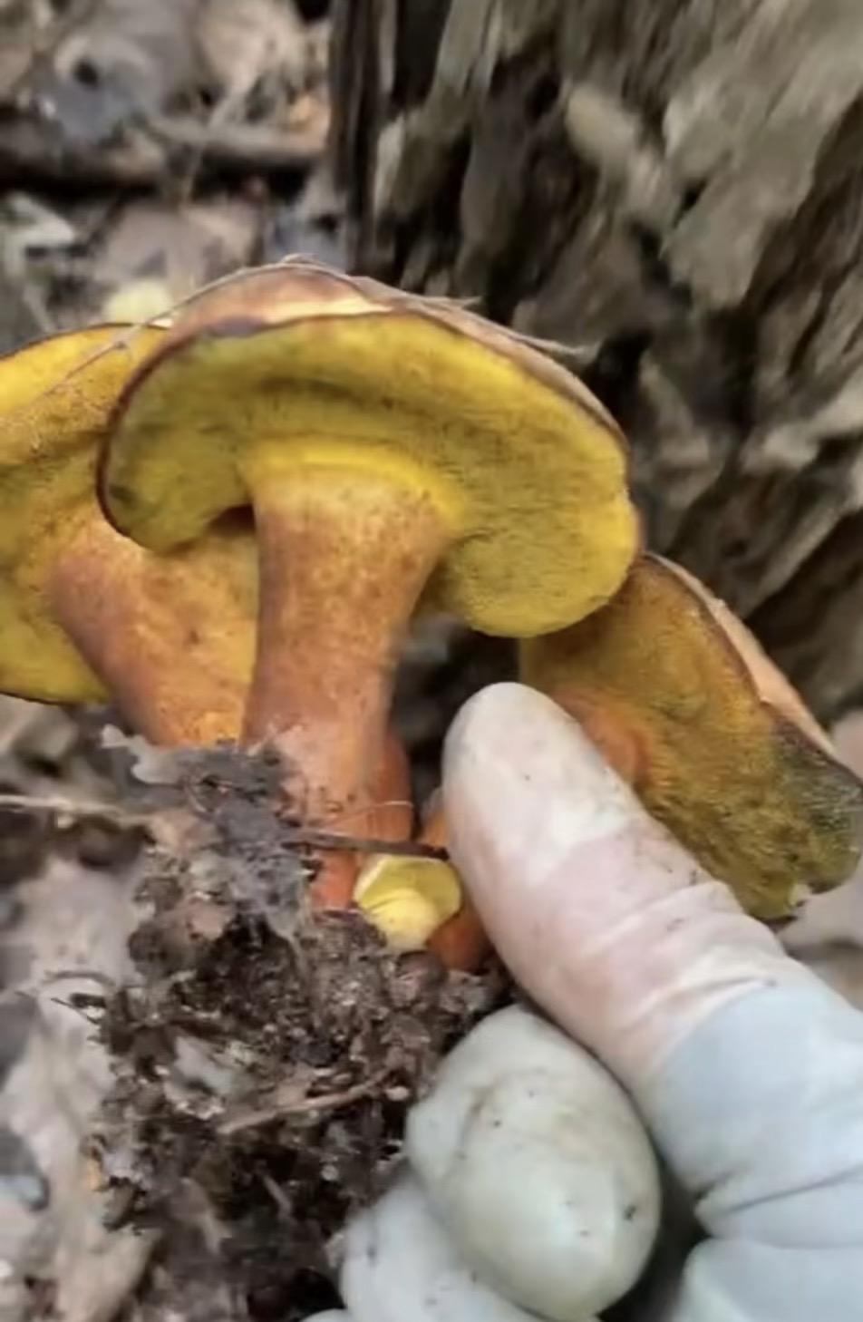 黏盖变蓝牛肝菌