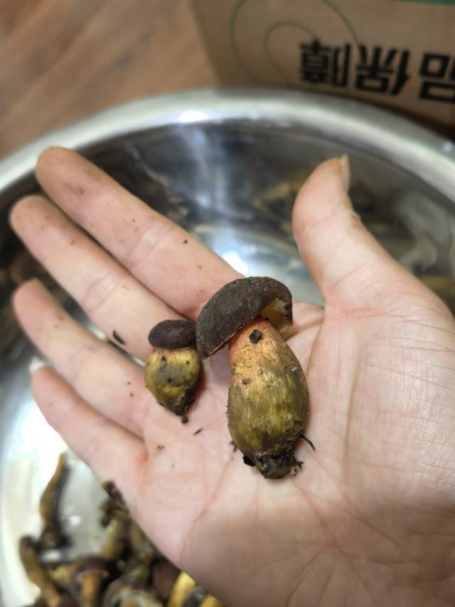 红鳞庭院牛肝菌（暂定）