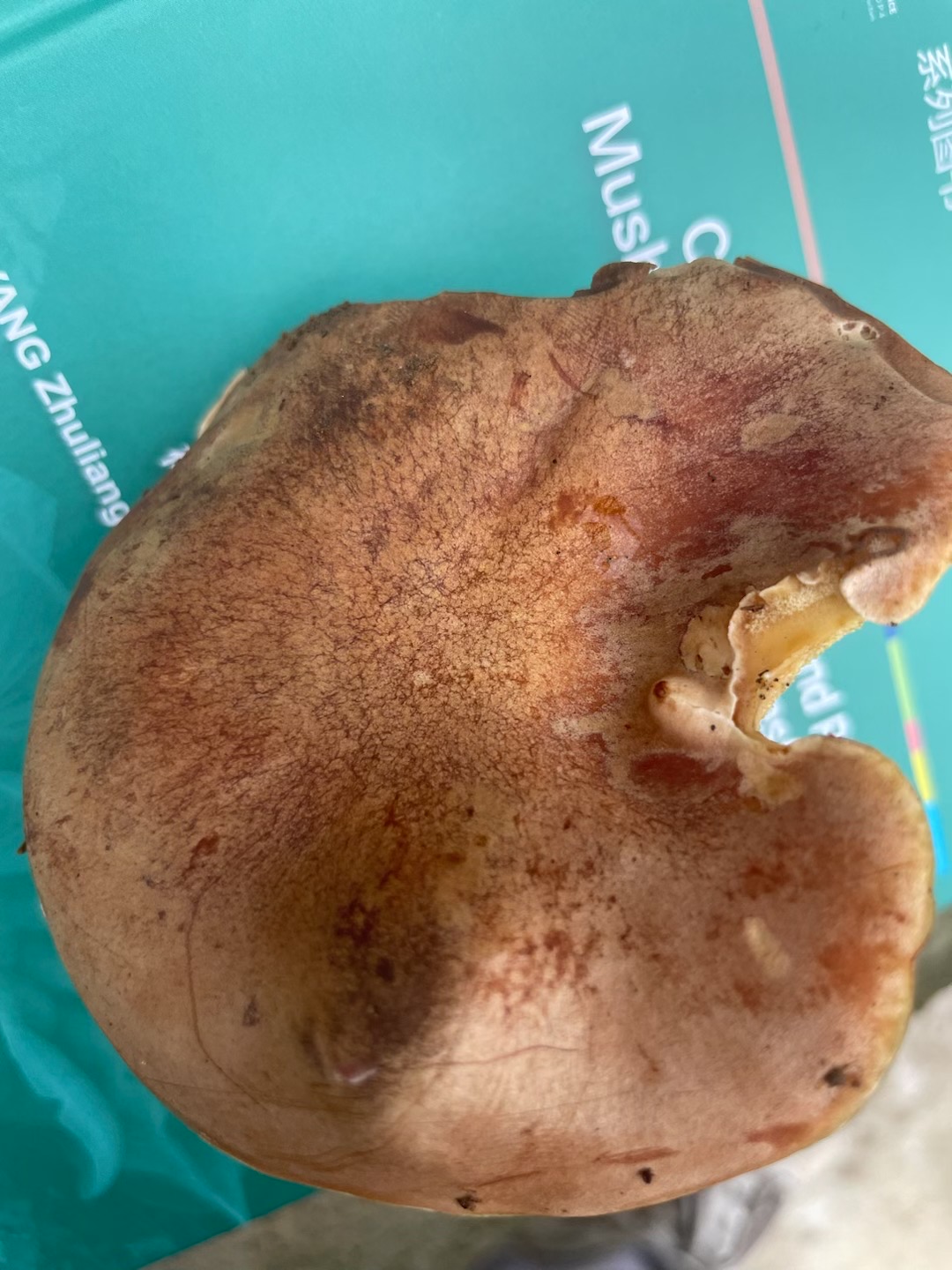 拟褐黄肉牛肝菌