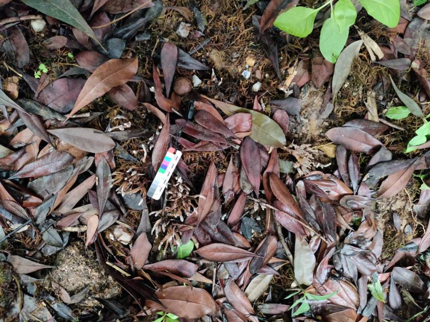 嗜鸡腿菇炭角菌