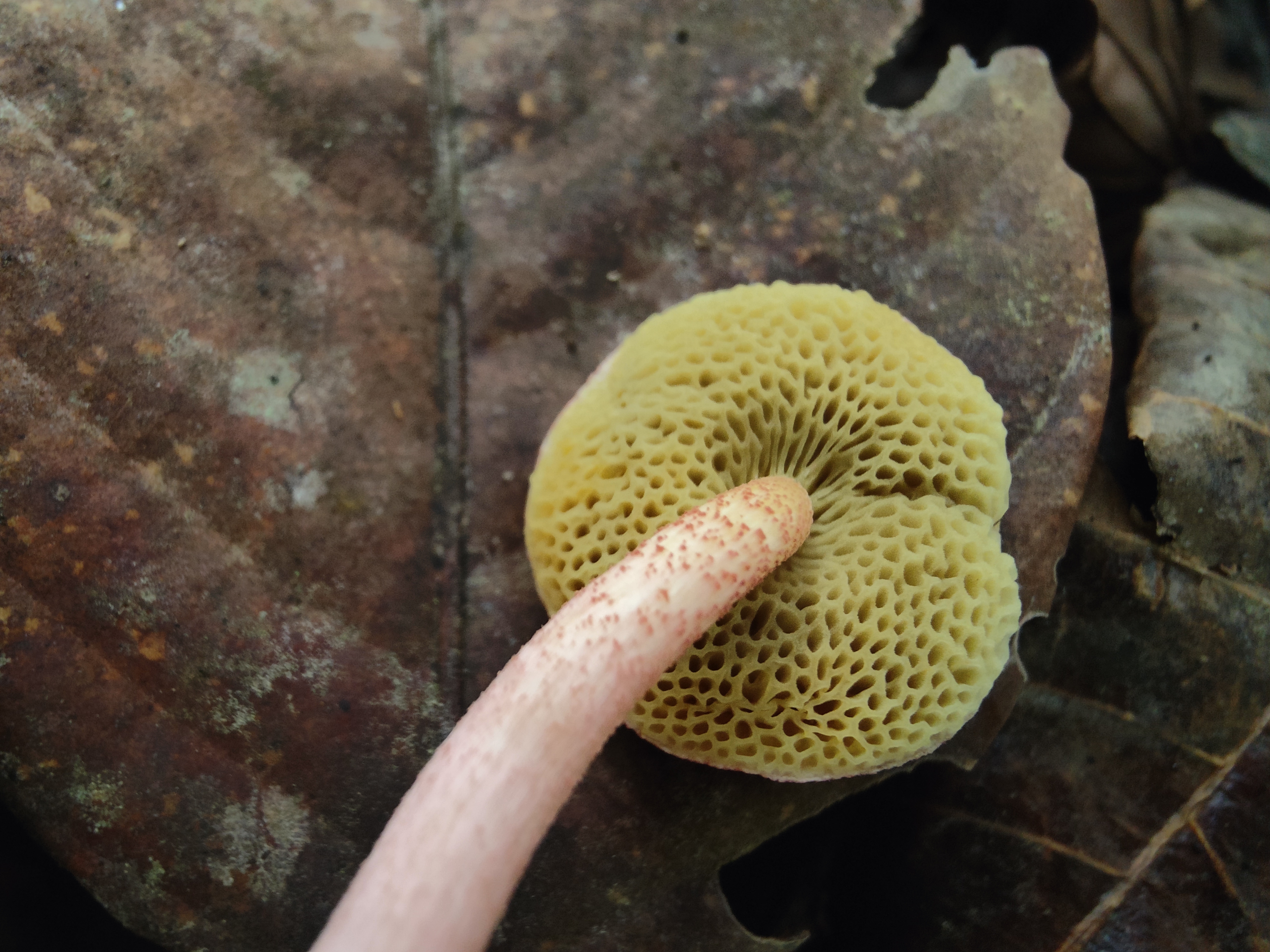 暗红条孢牛肝菌