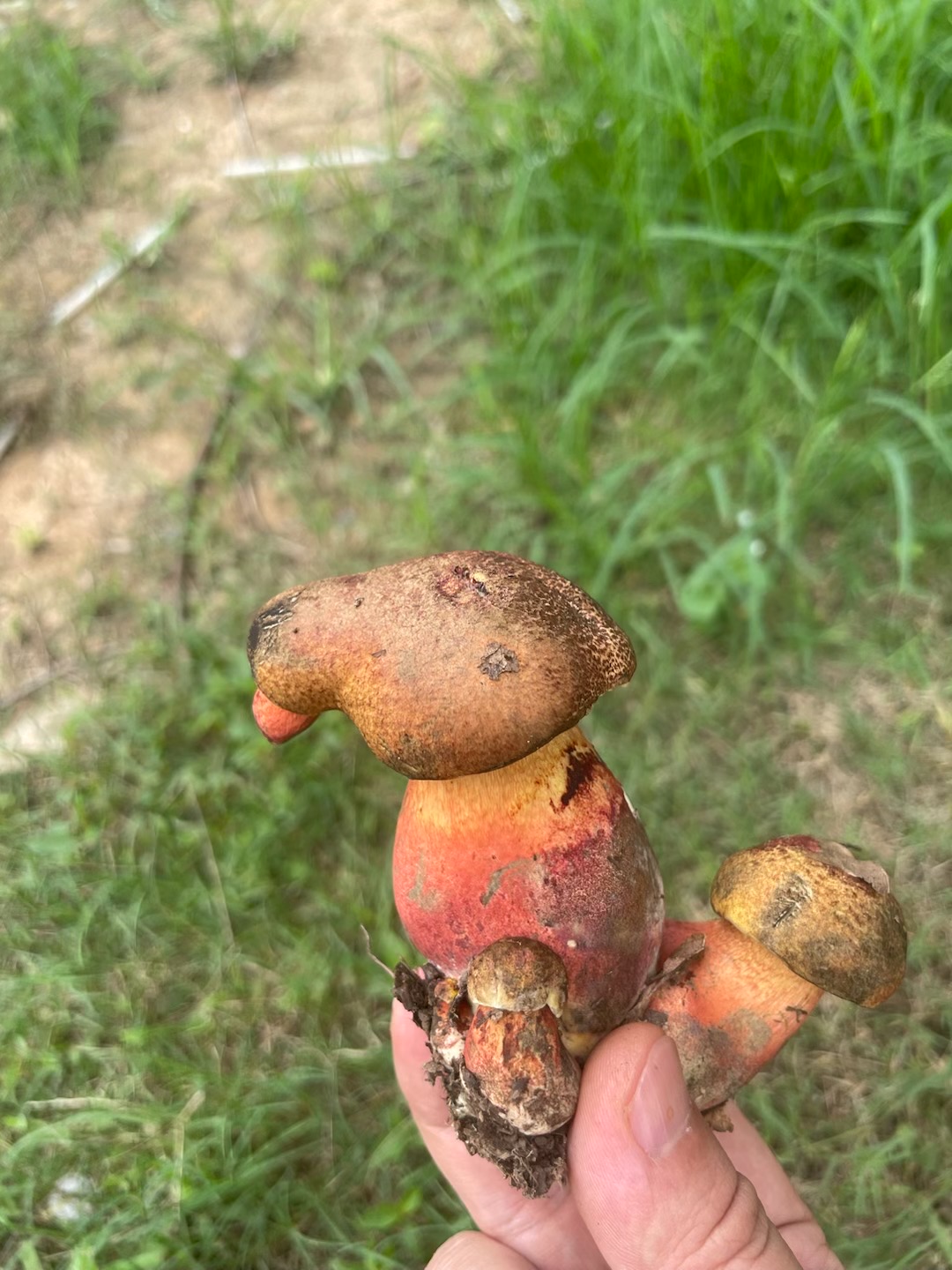 蛇皮红孔牛肝菌