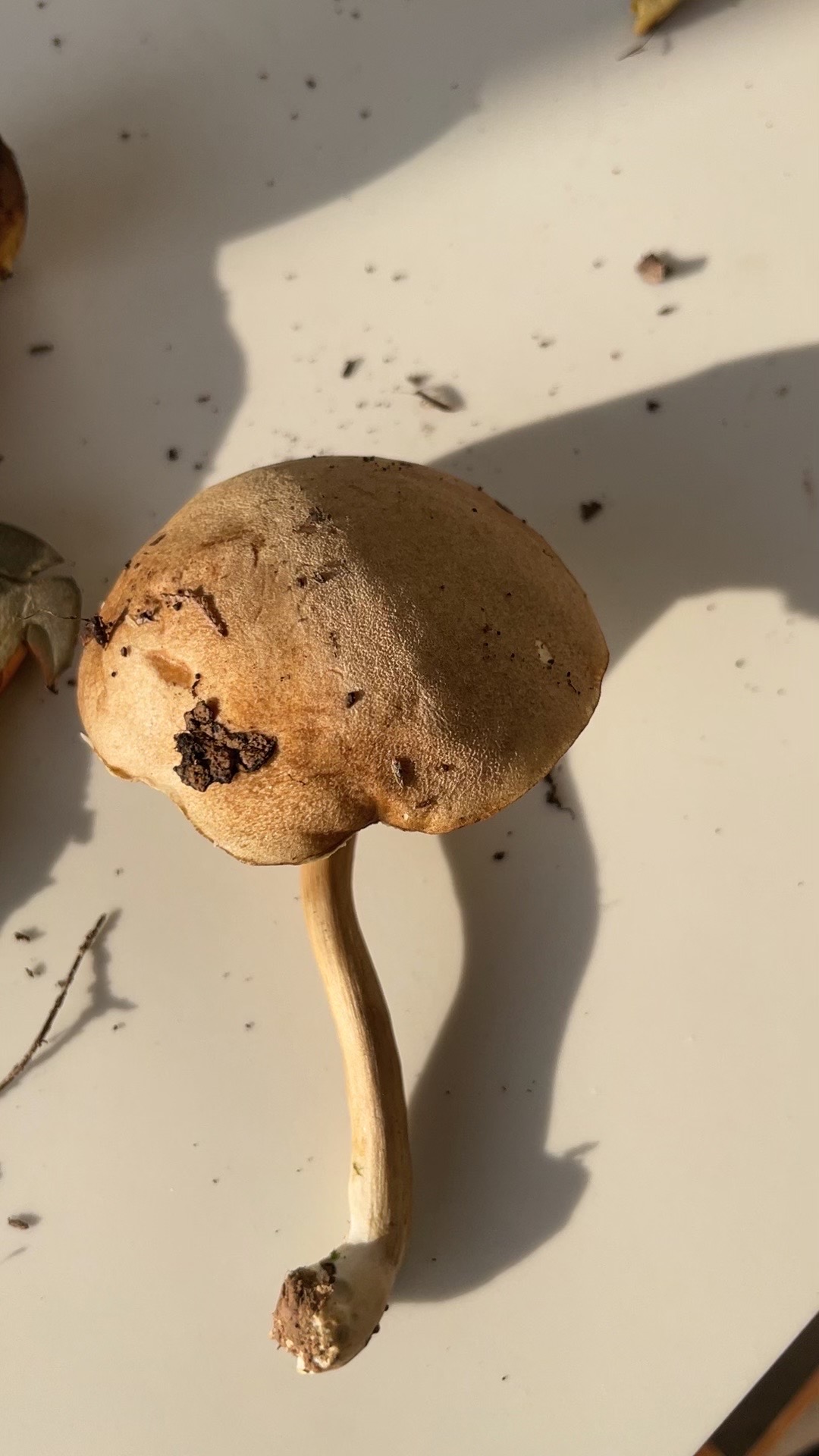 绒盖牛肝菌属一种