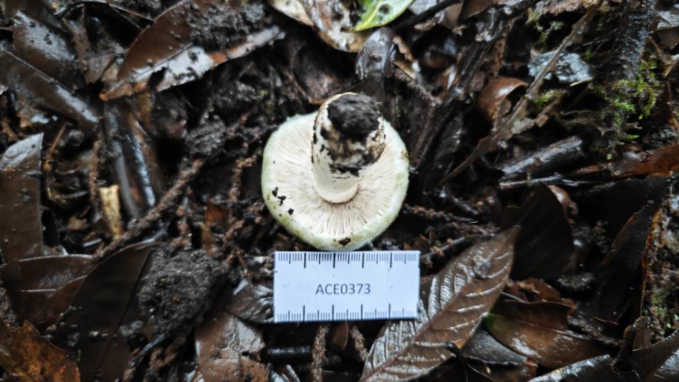 异褶亚属变绿组某种