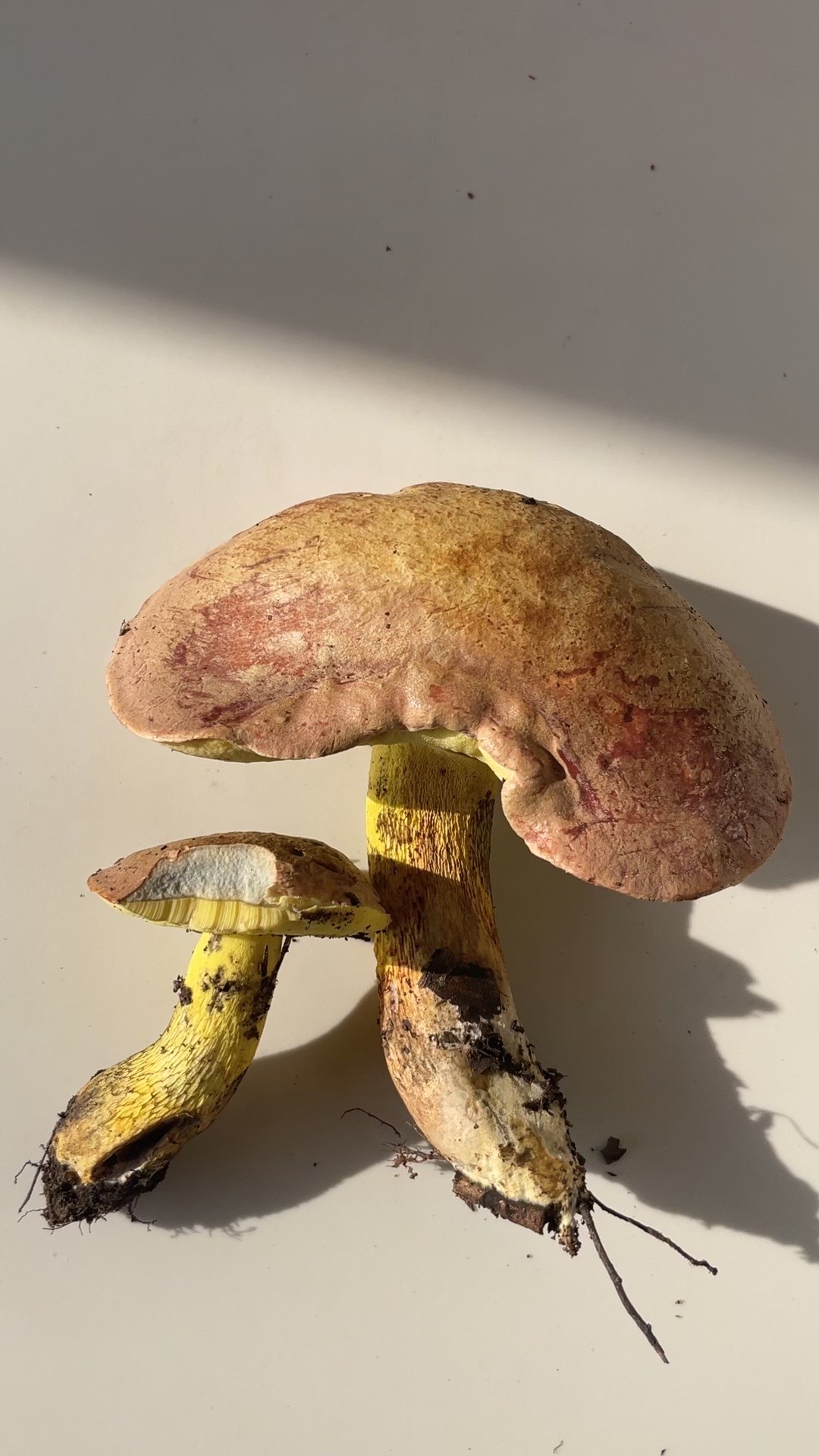 拟褐黄肉牛肝菌