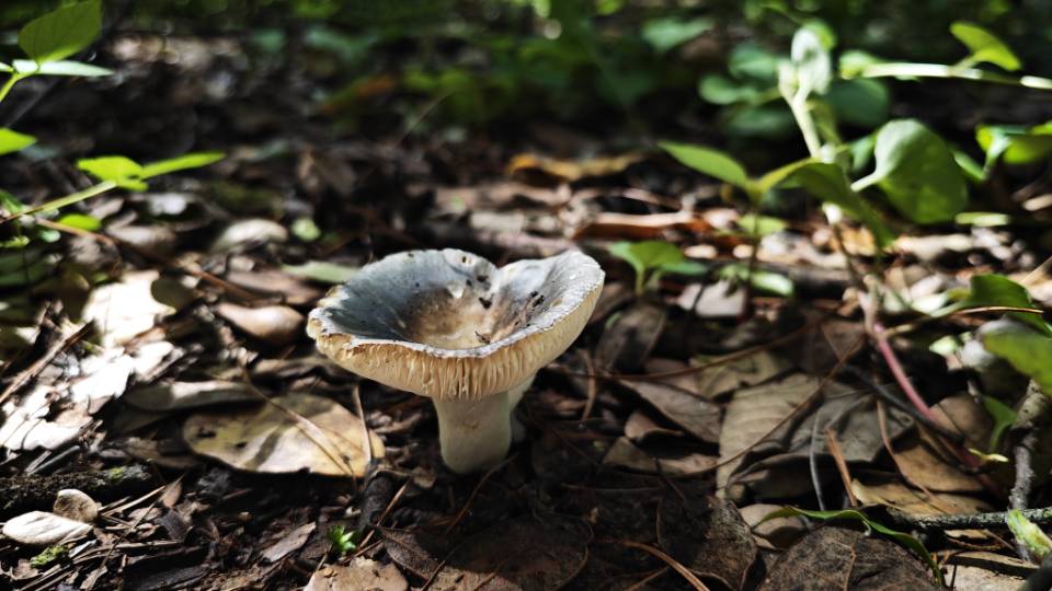 异褶亚属灰色组某种