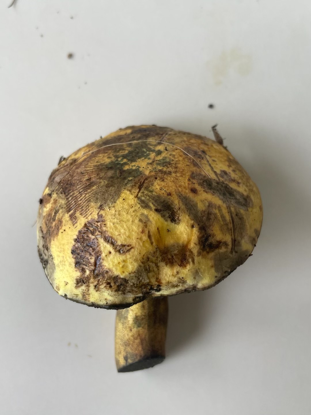 变蓝牛肝菌属一种