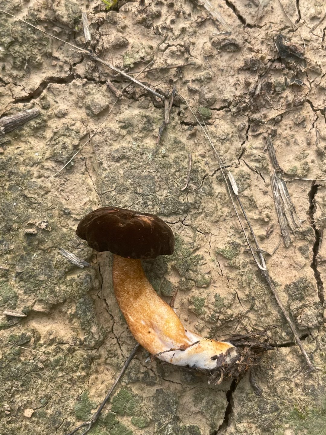 近球空柄牛肝菌近似种（暂定）