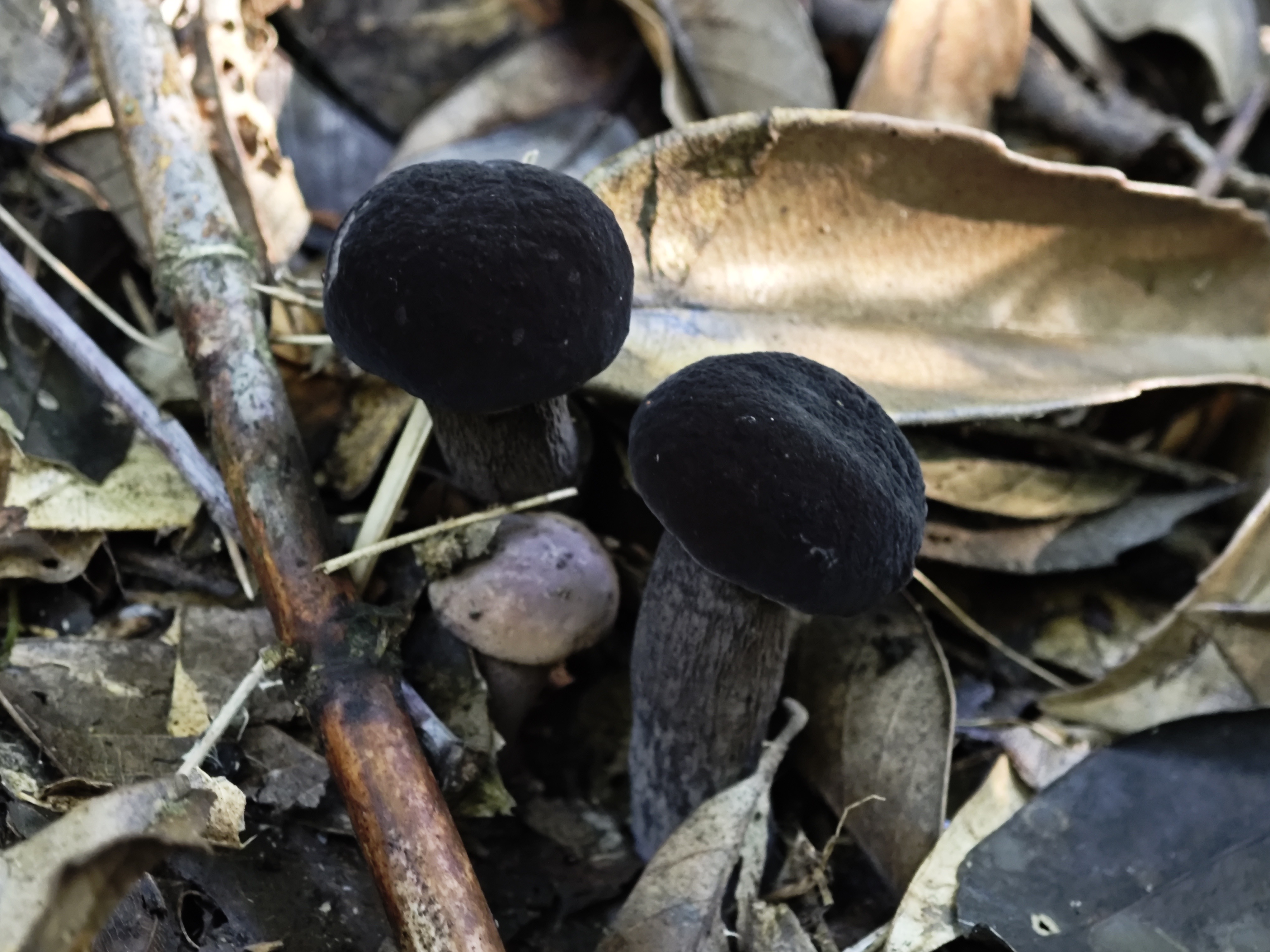 黑紫变黑牛肝菌