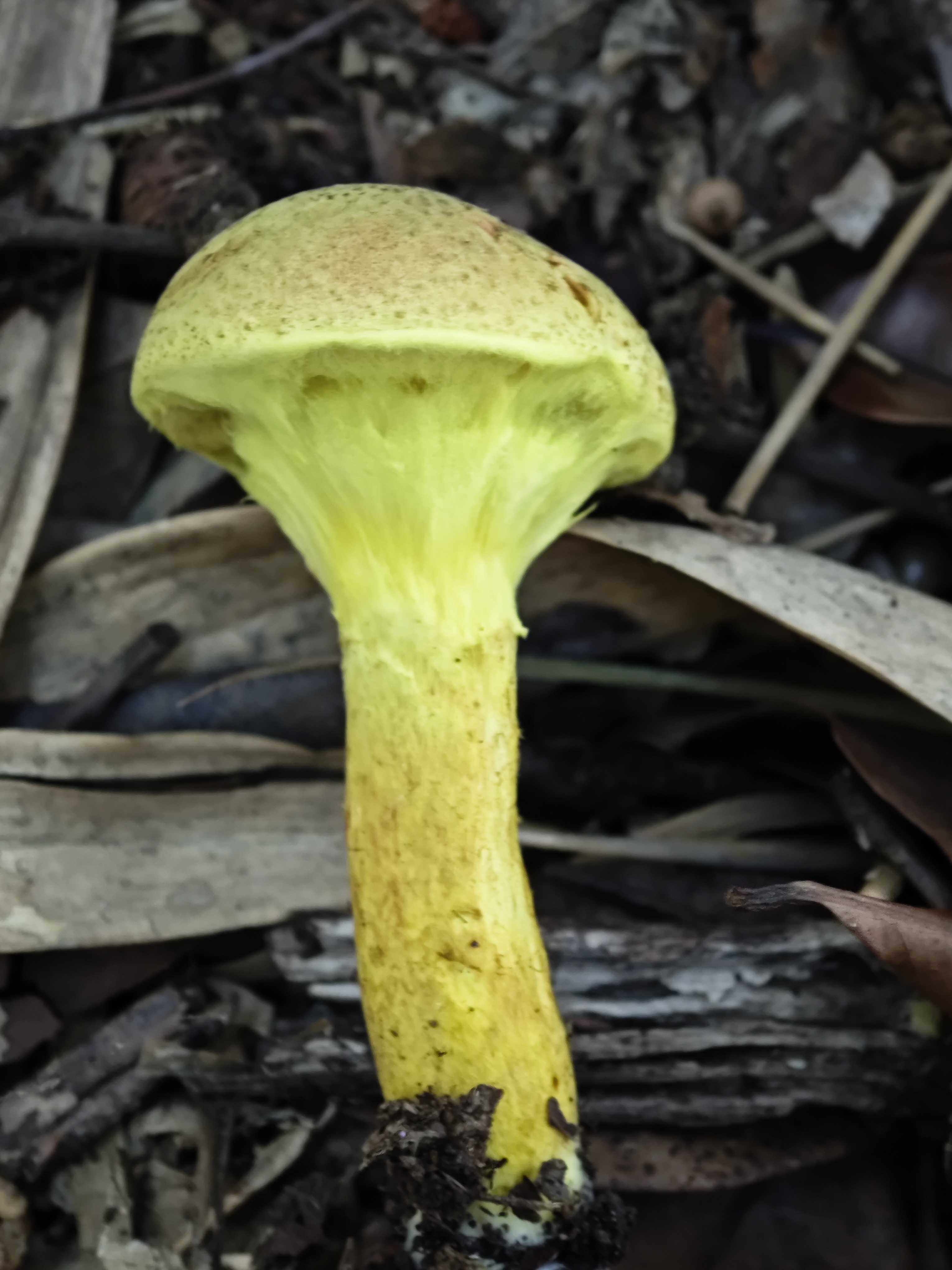 褐斑粉末牛肝菌