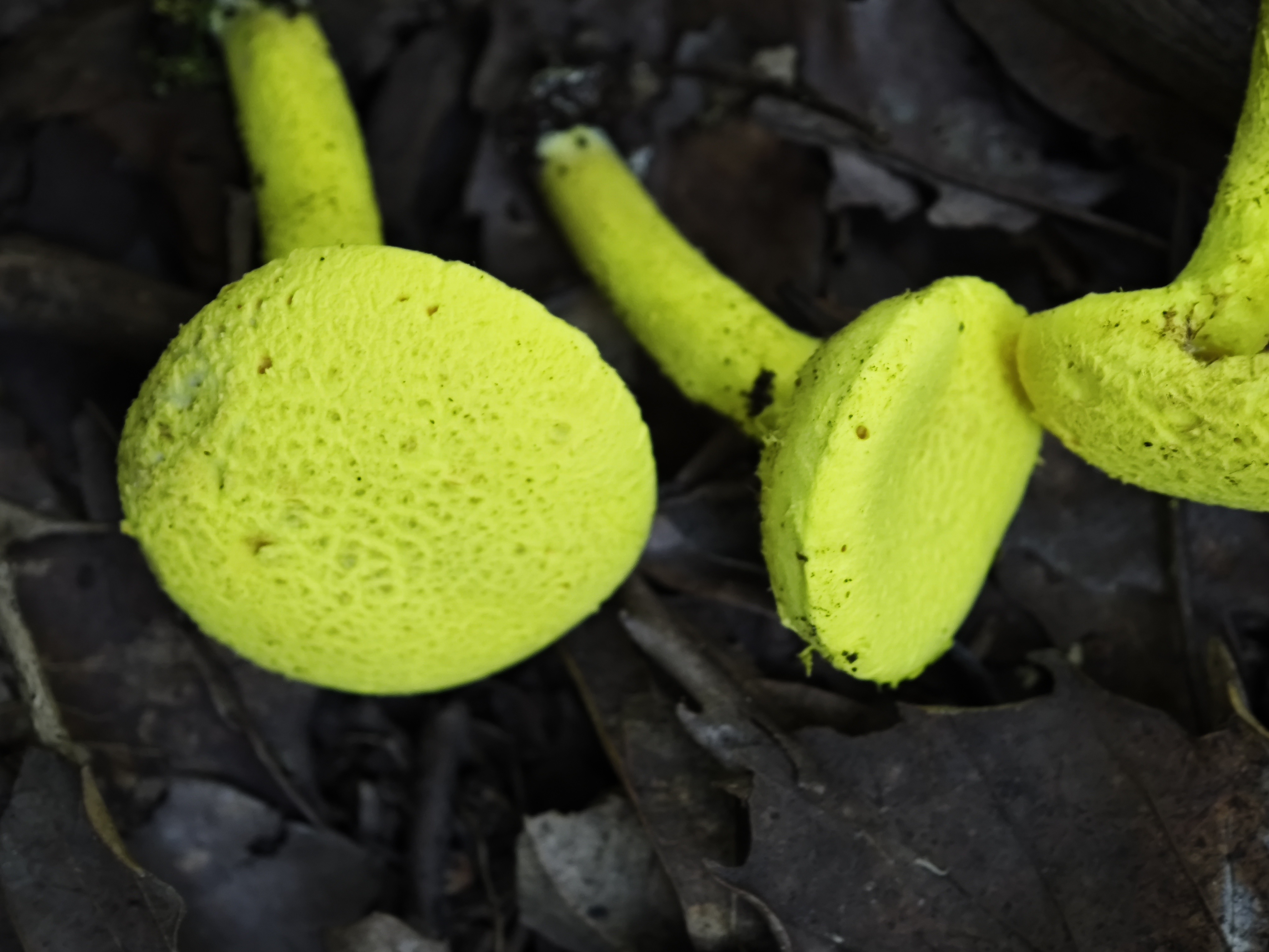 褐斑粉末牛肝菌