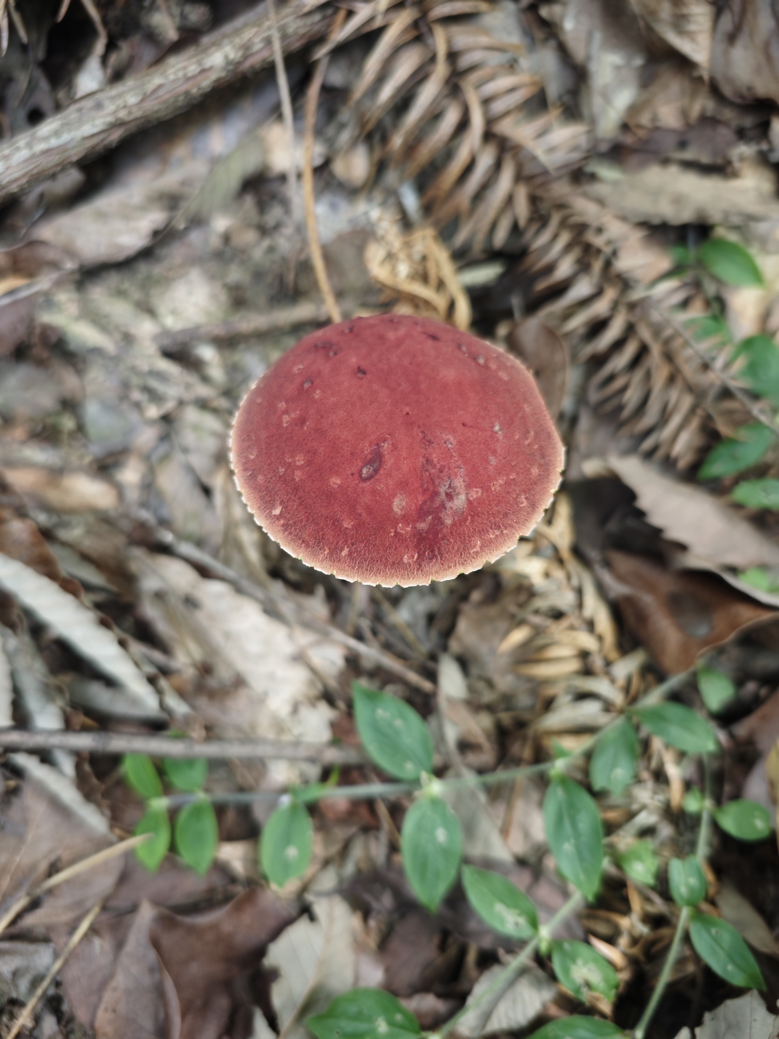 日本网孢牛肝菌