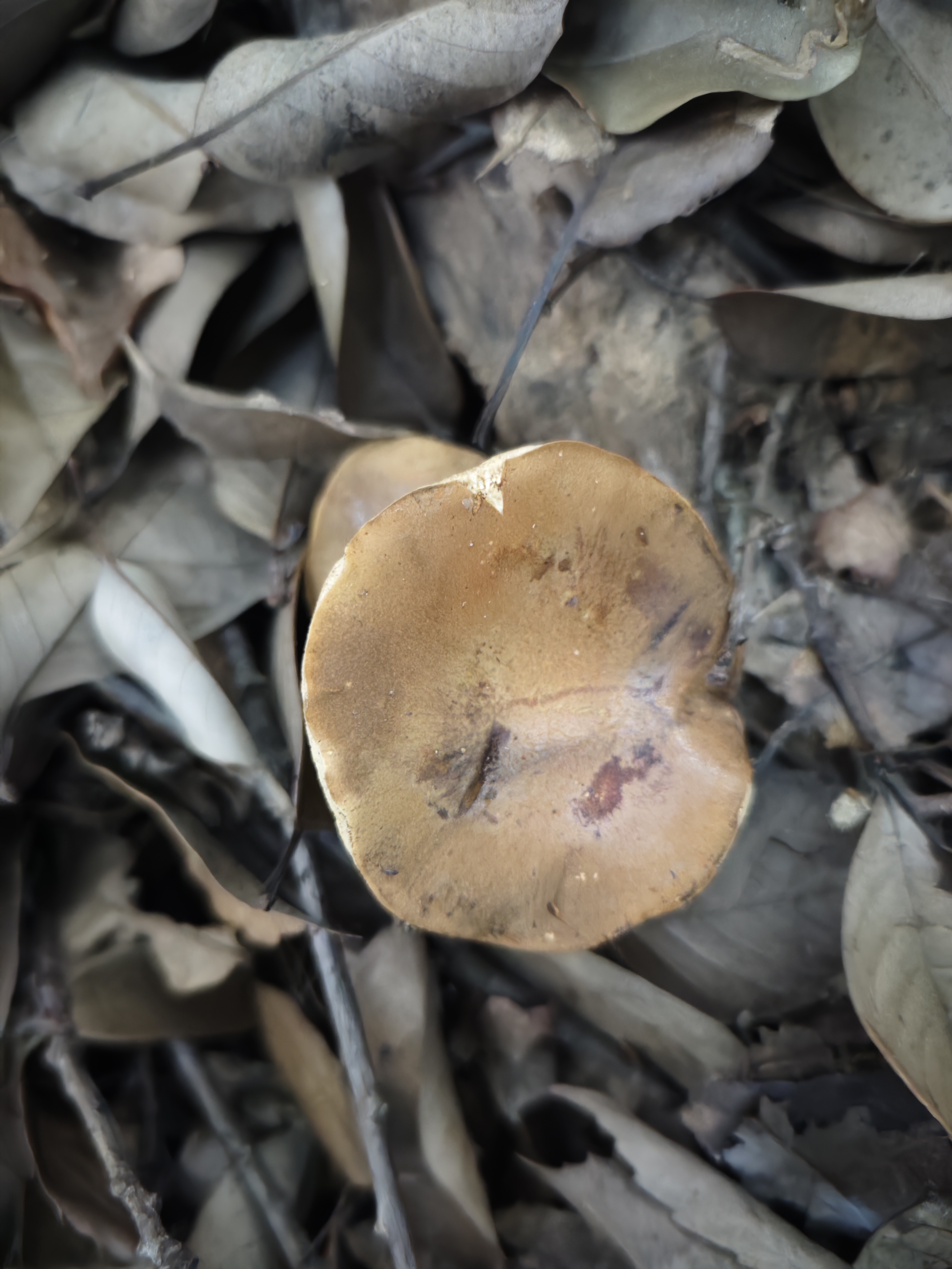 橙红粉孢牛肝菌