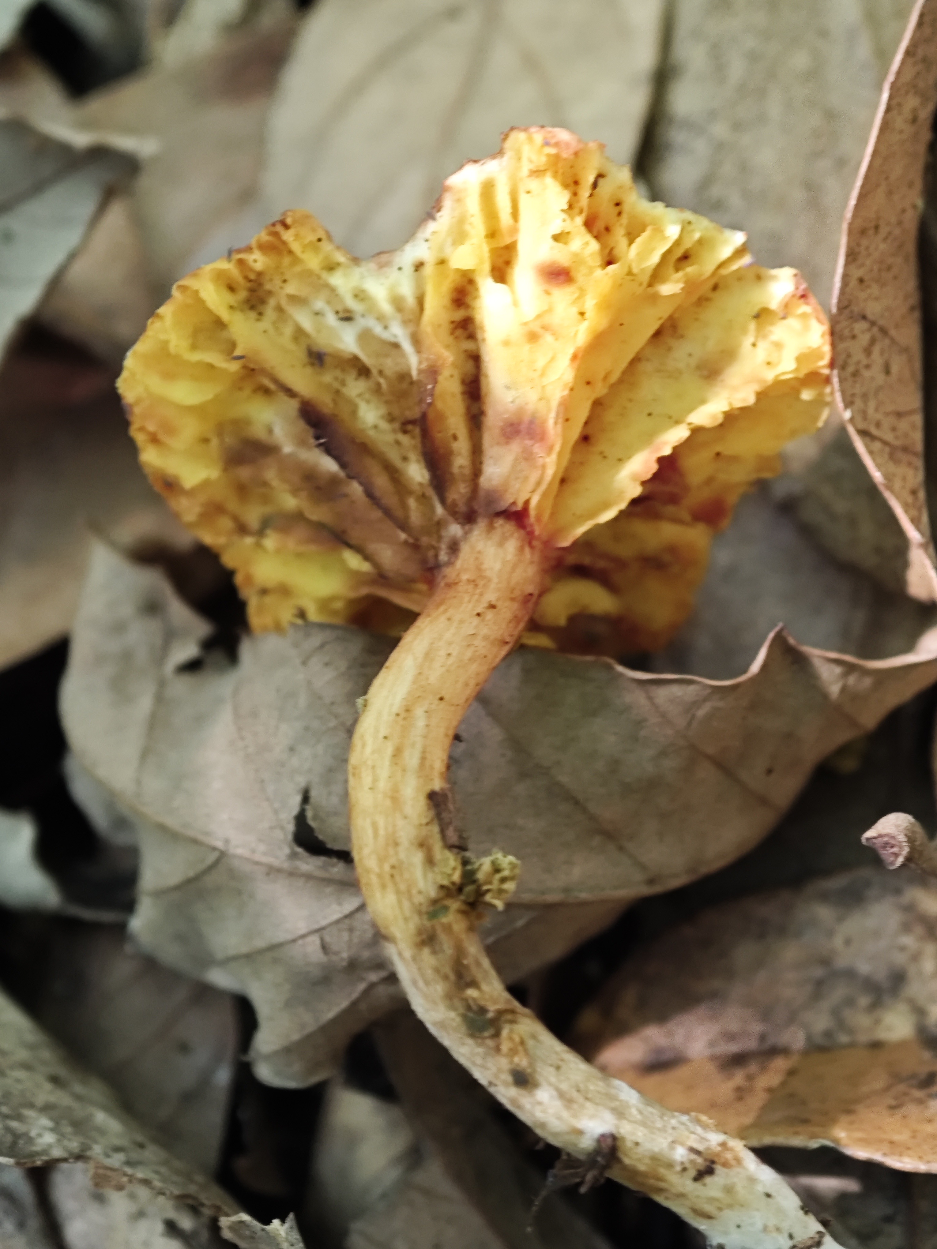 潞西褶孔牛肝菌