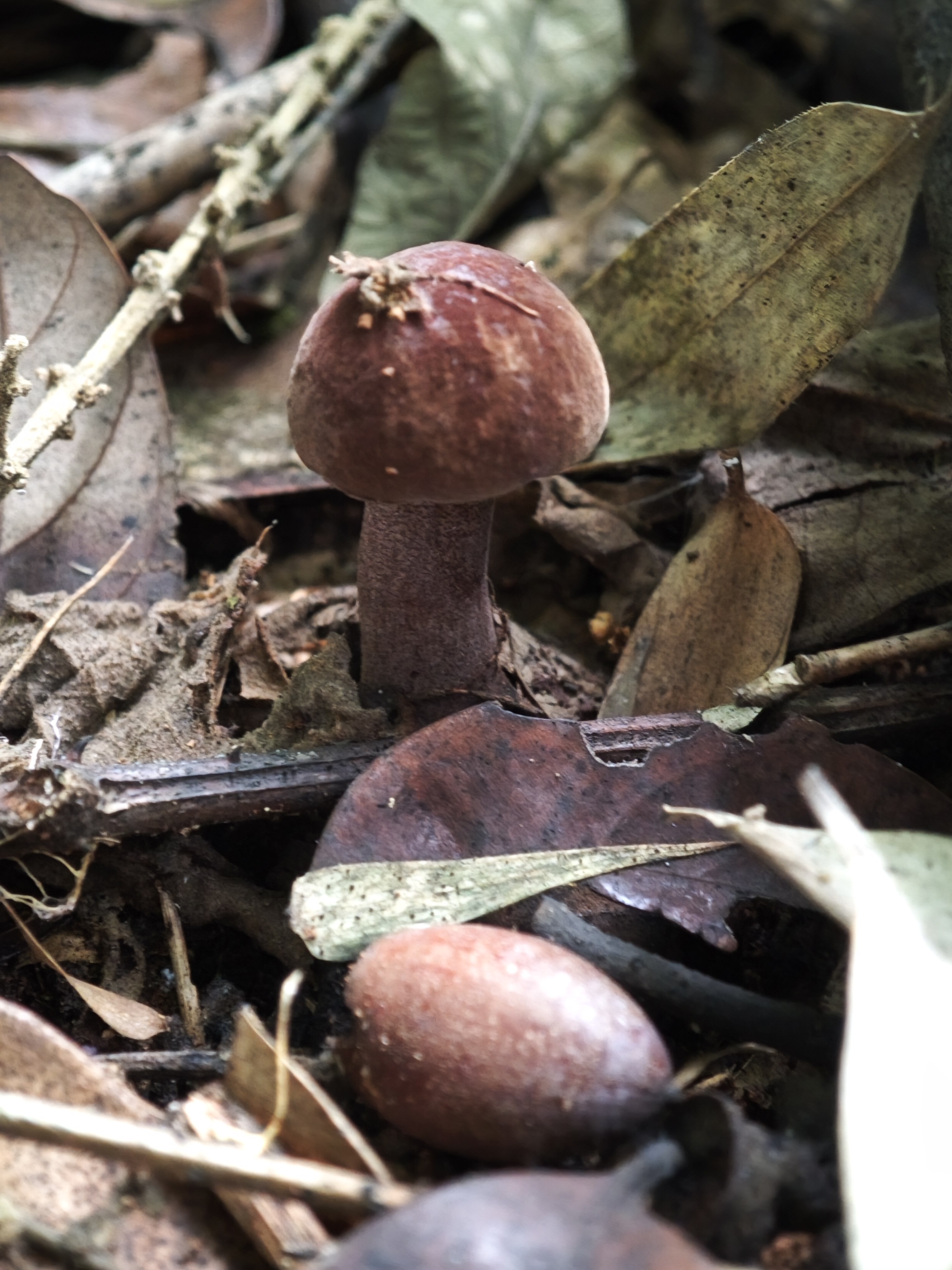 假粉孢异色牛肝菌