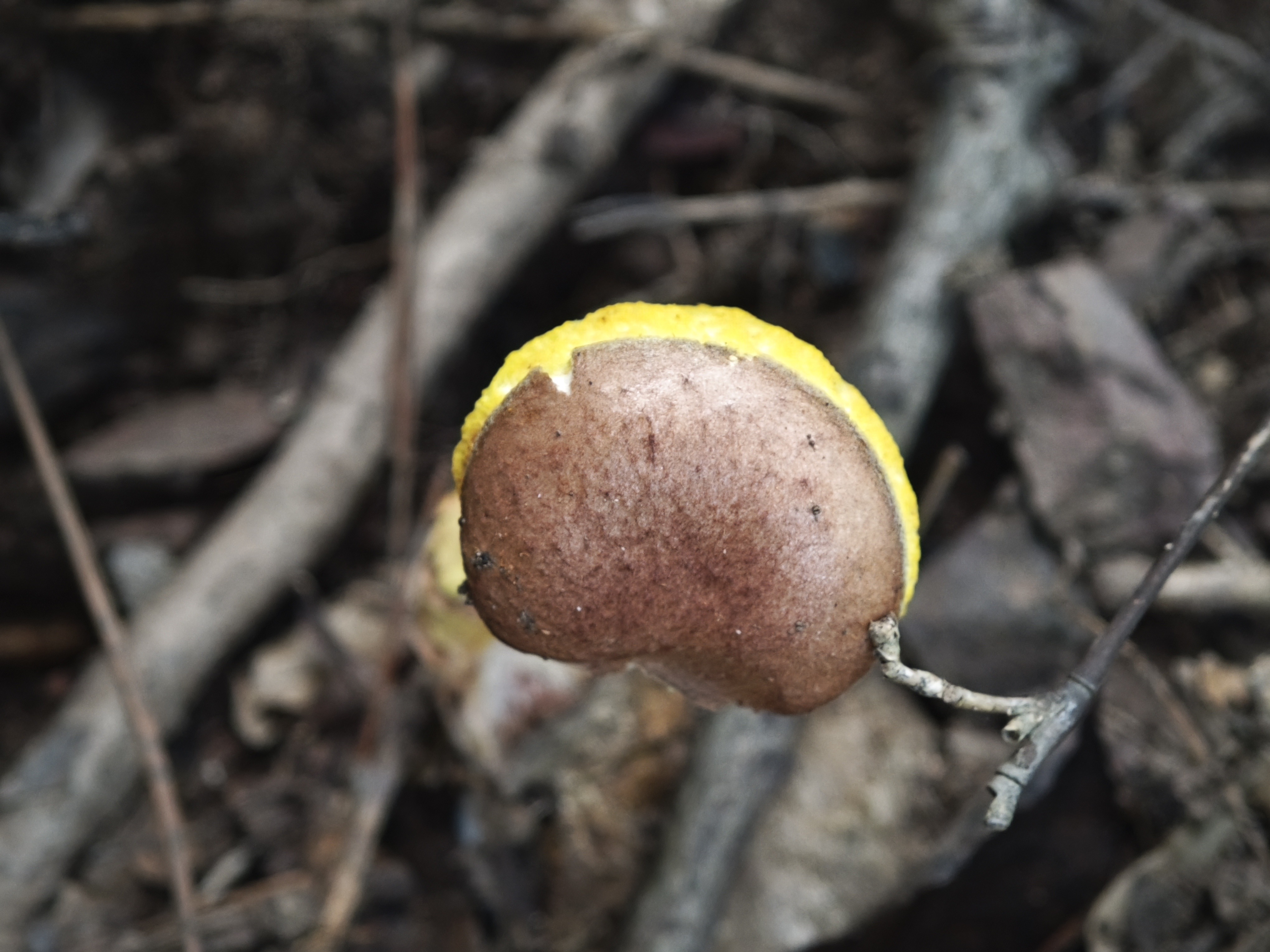 中华栗色金牛肝菌