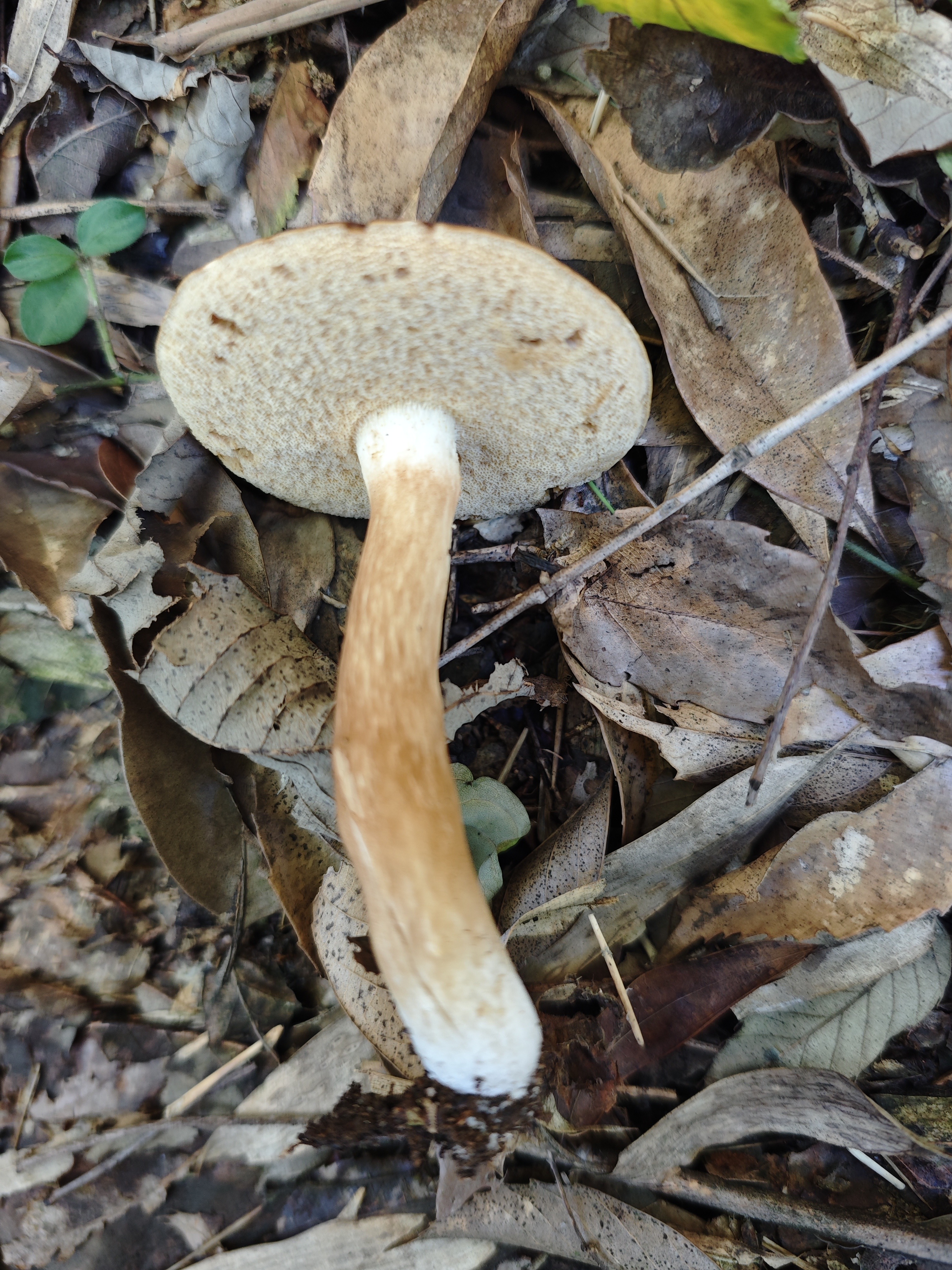 中华金孢牛肝菌