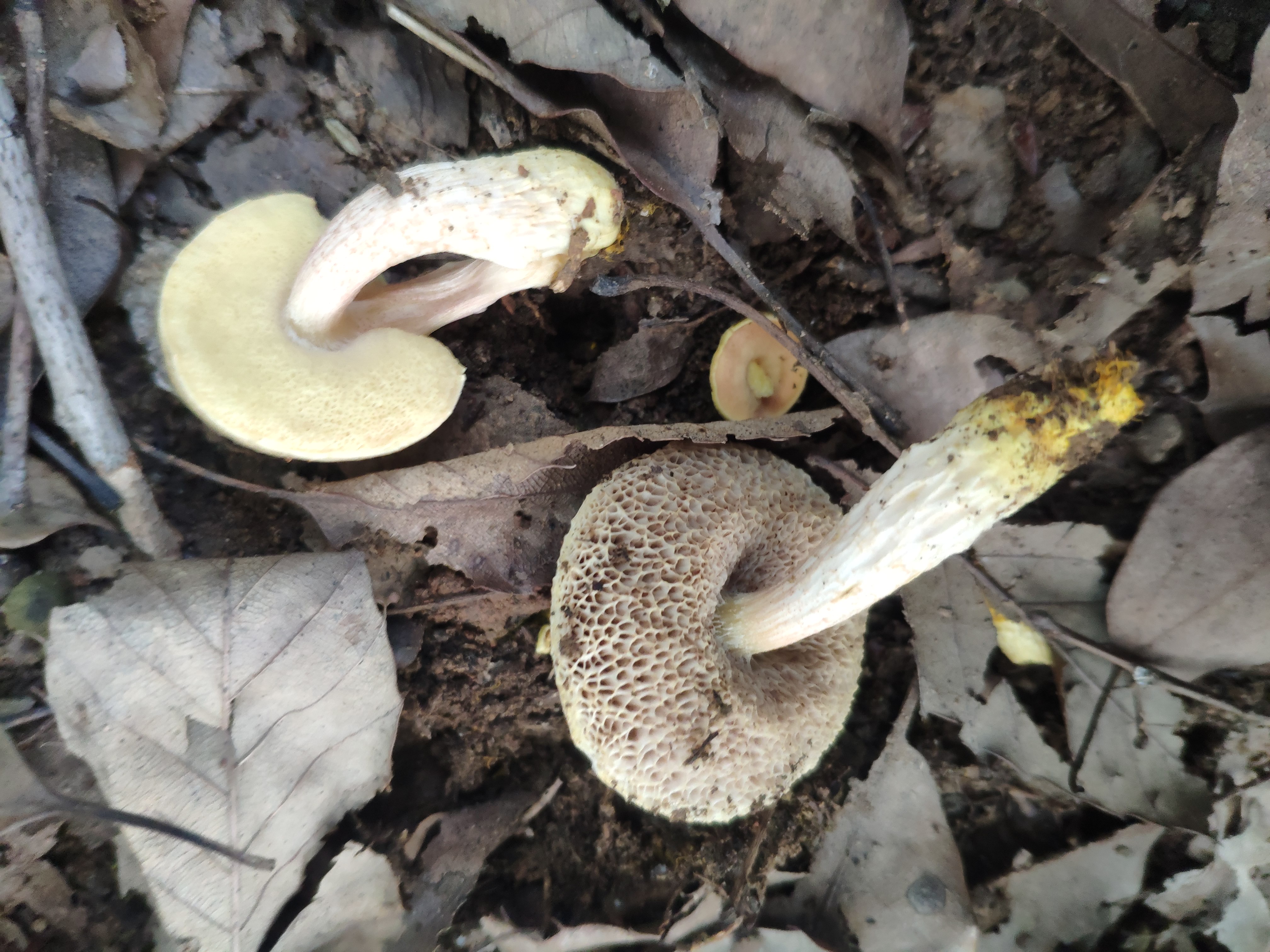 罗氏牛肝菌属一种