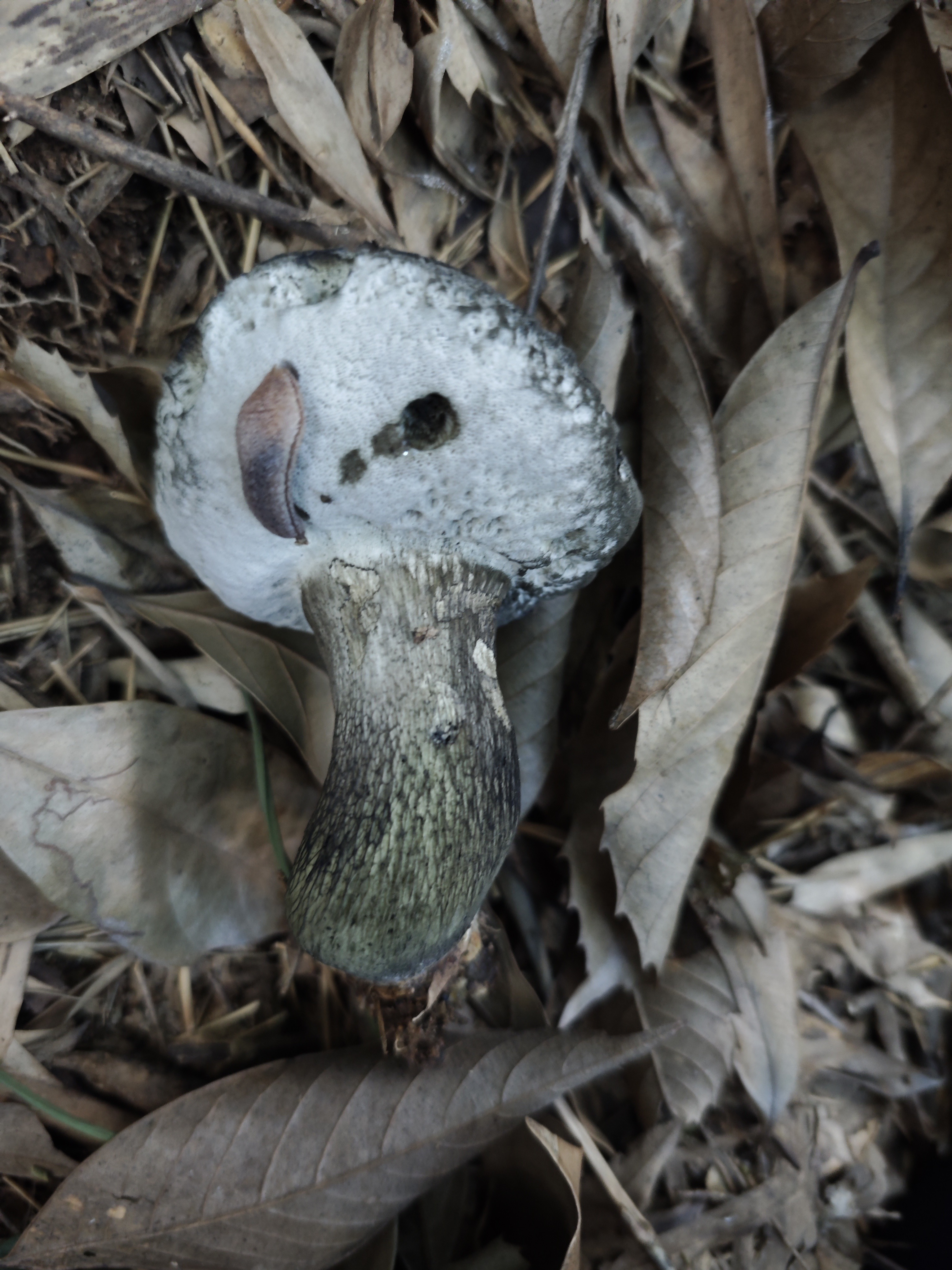 张飞网柄牛肝菌