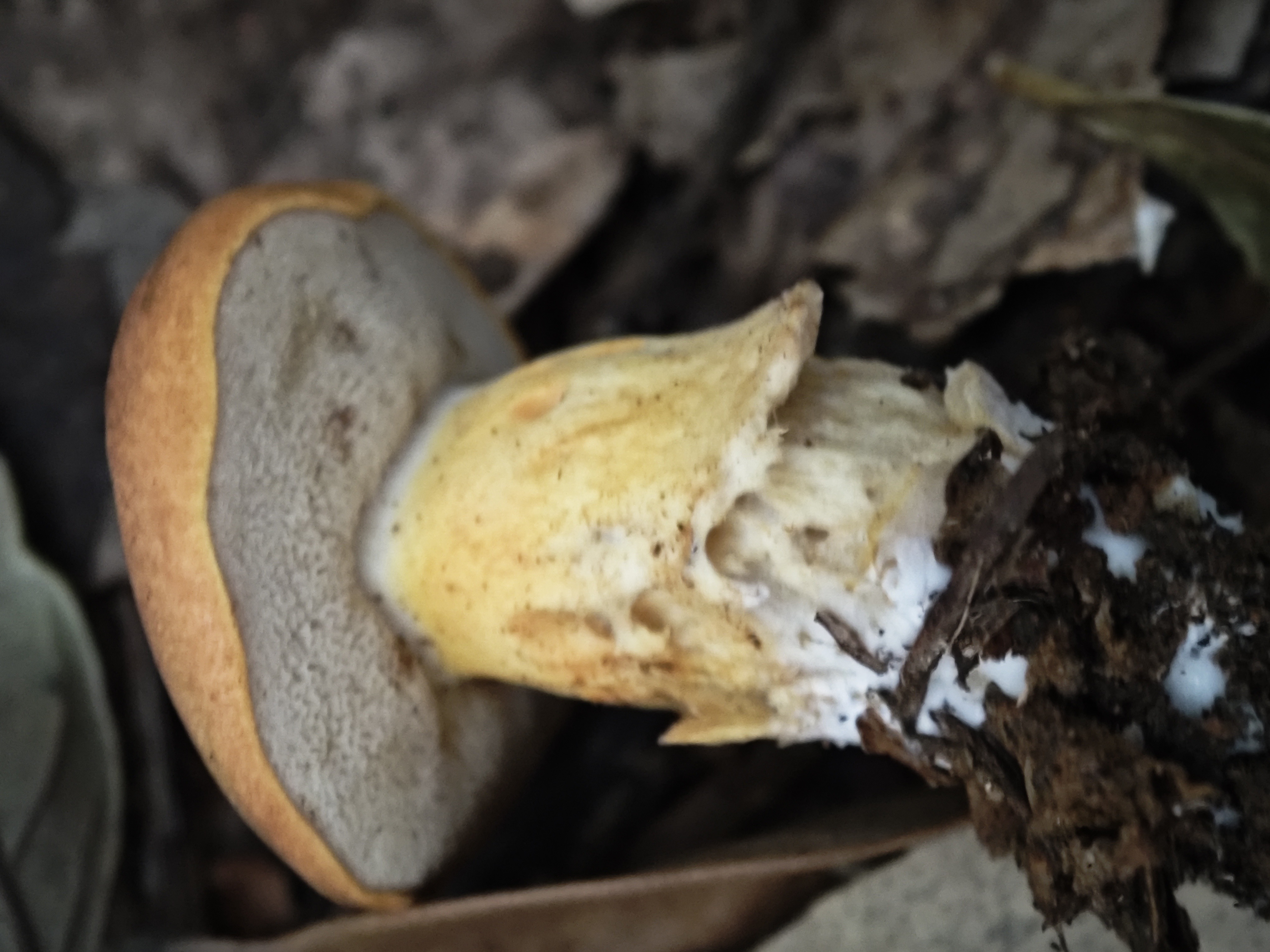 橙红粉孢牛肝菌