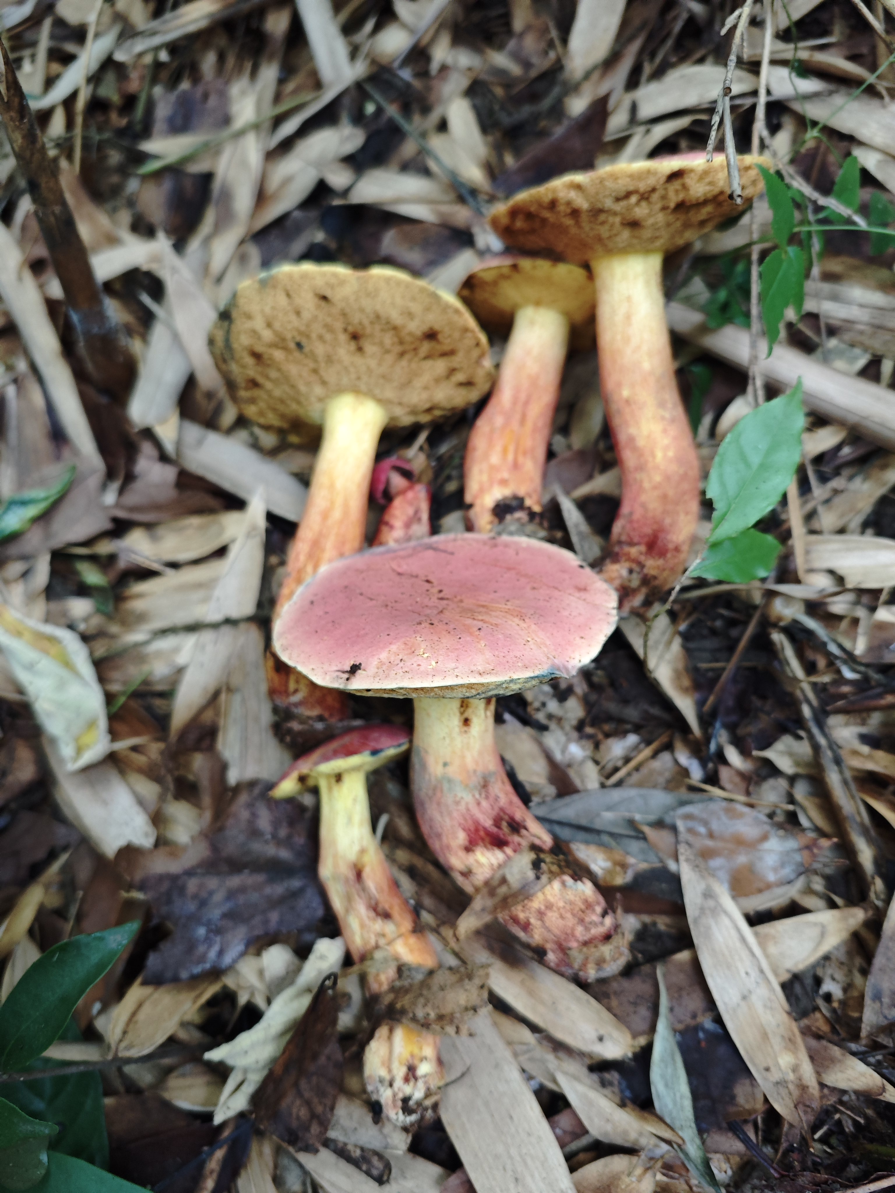 大果兰茂牛肝菌