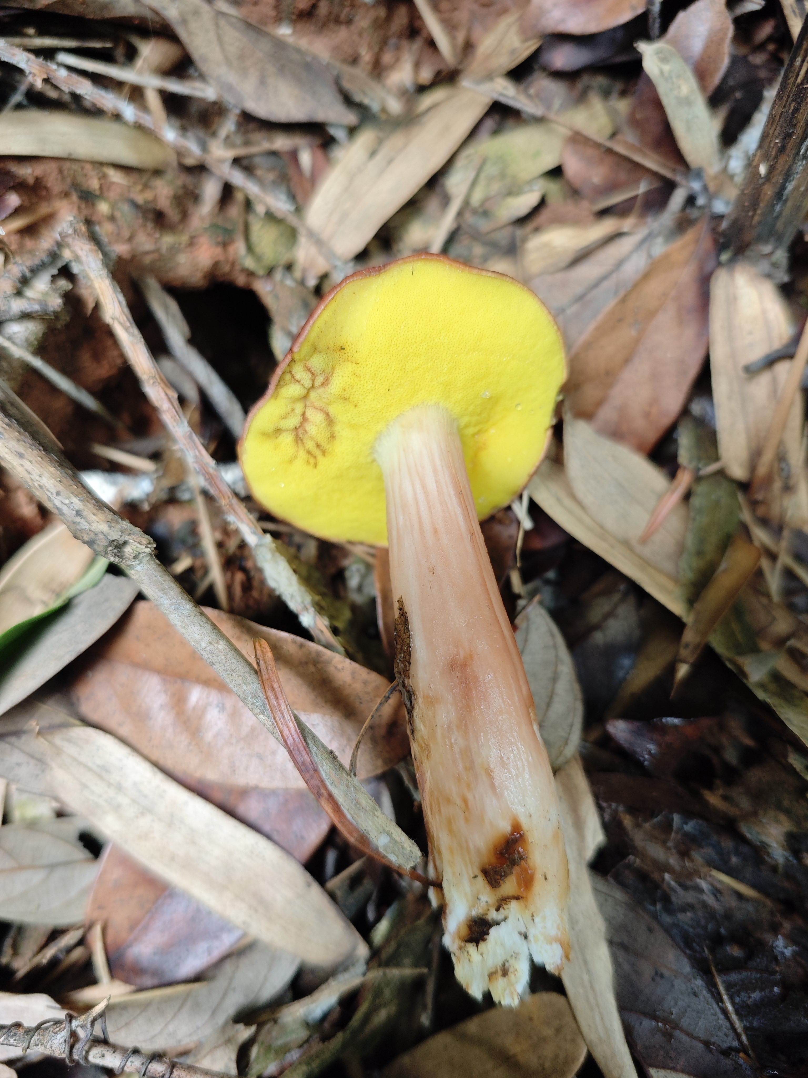 中华栗色金牛肝菌
