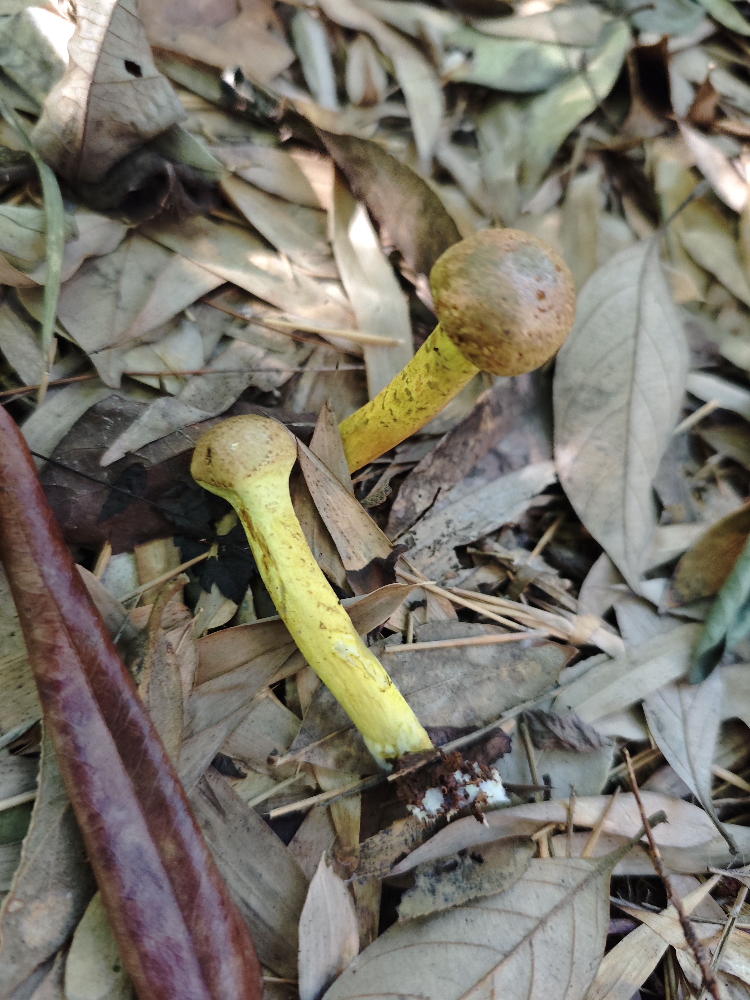 亚红粉末牛肝菌（暂定）