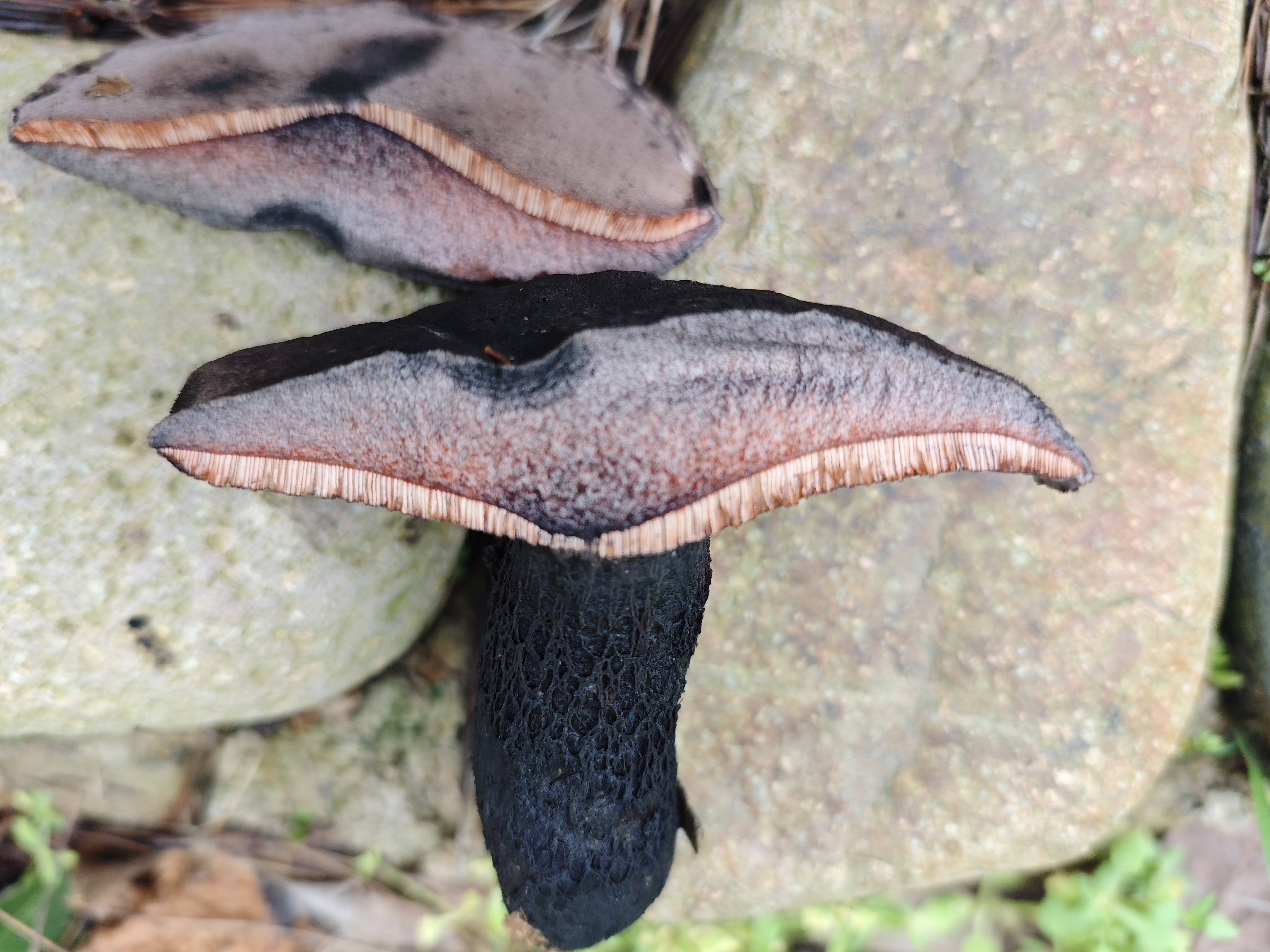 黑紫变黑牛肝菌