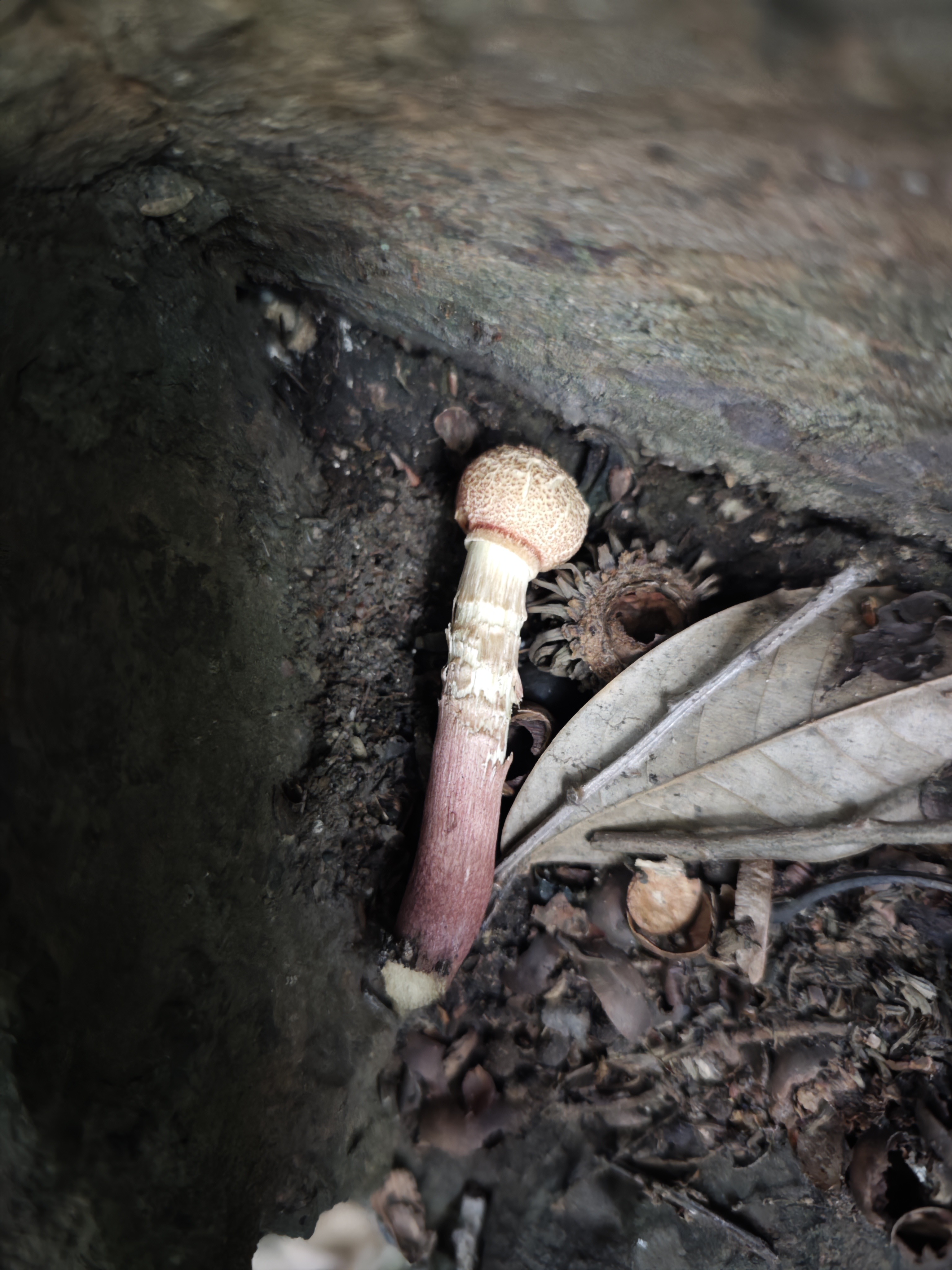 金肉条孢牛肝菌