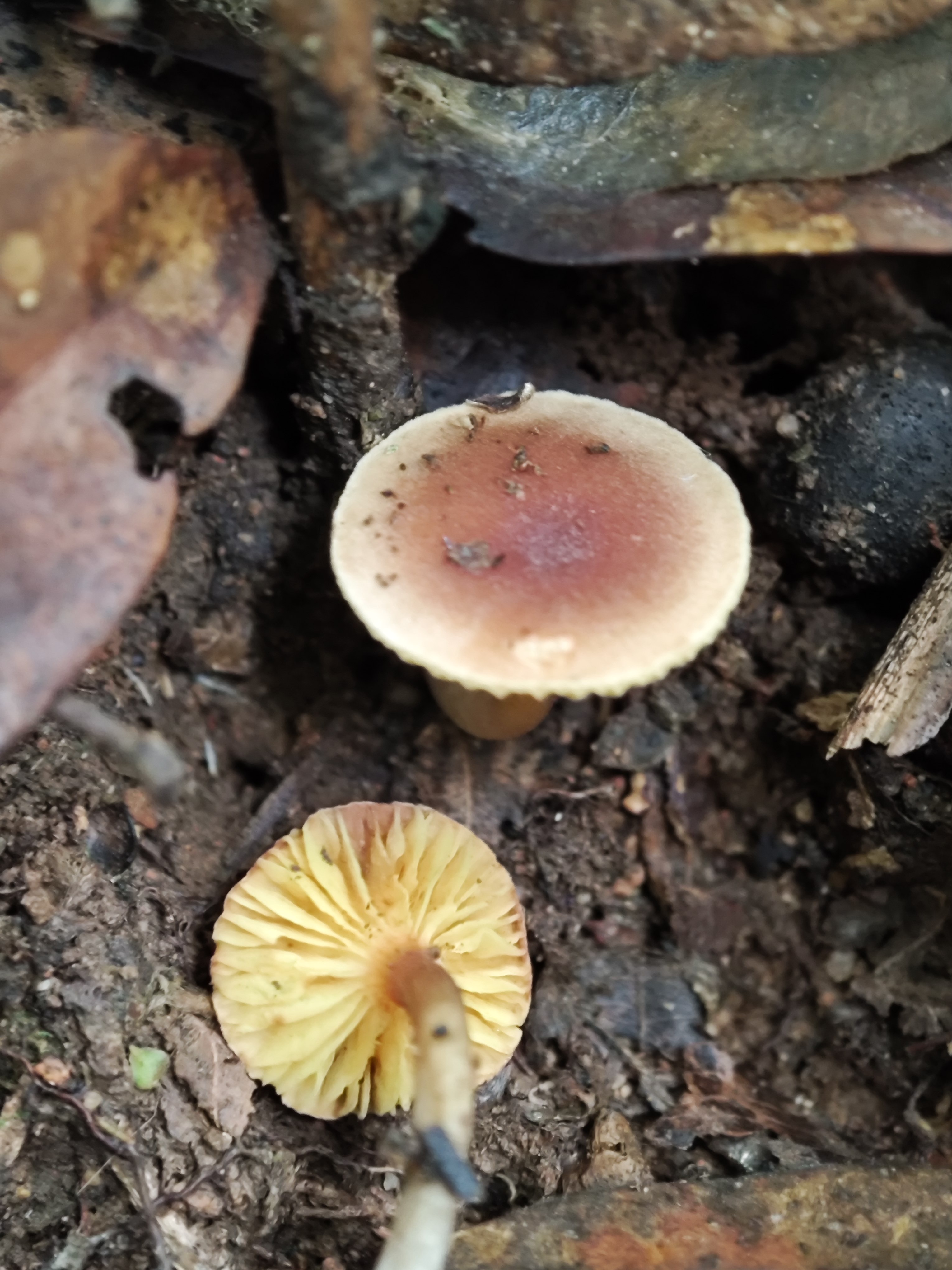 褶孔牛肝菌属一种