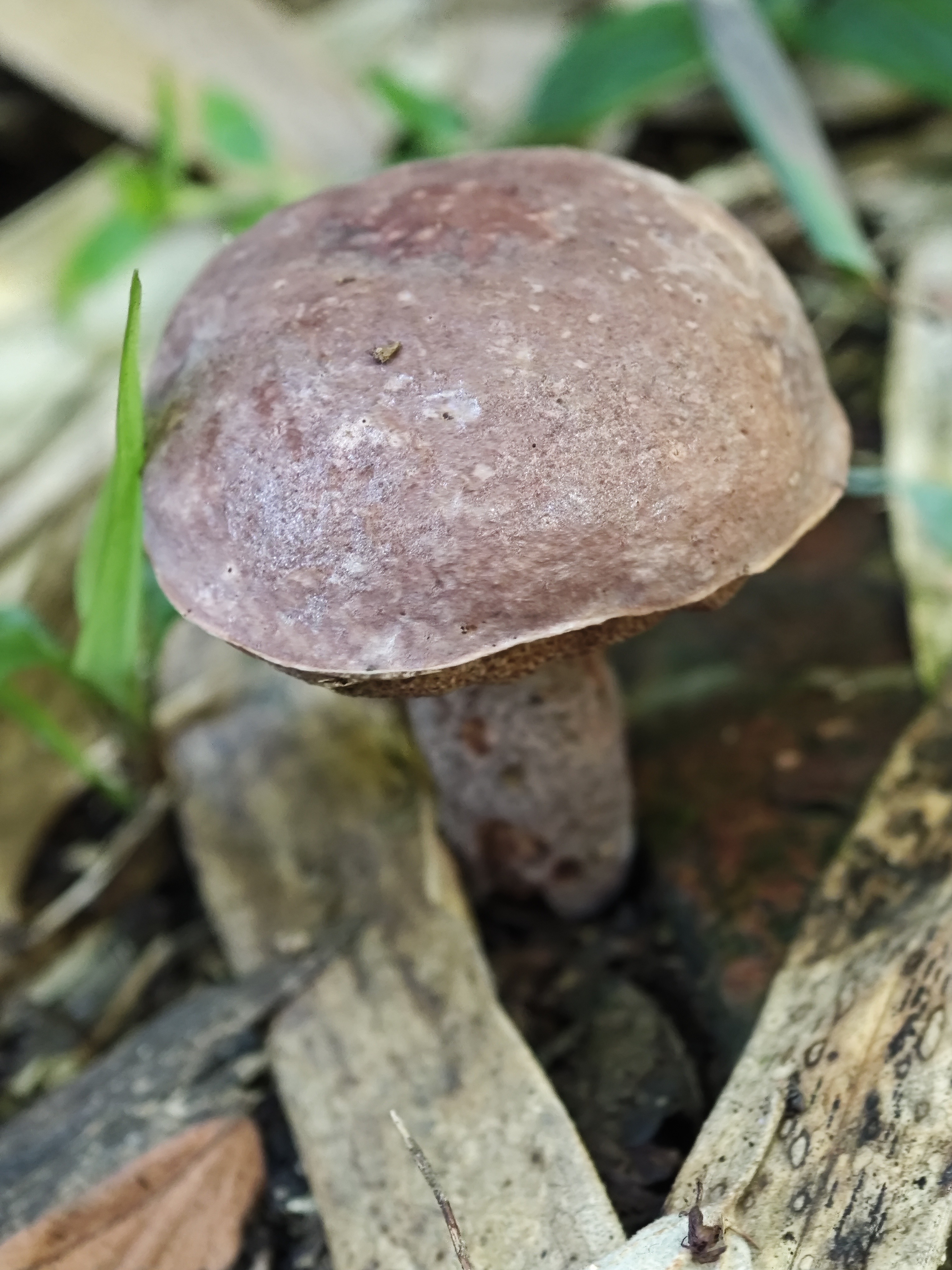 拟粉孢异色牛肝菌