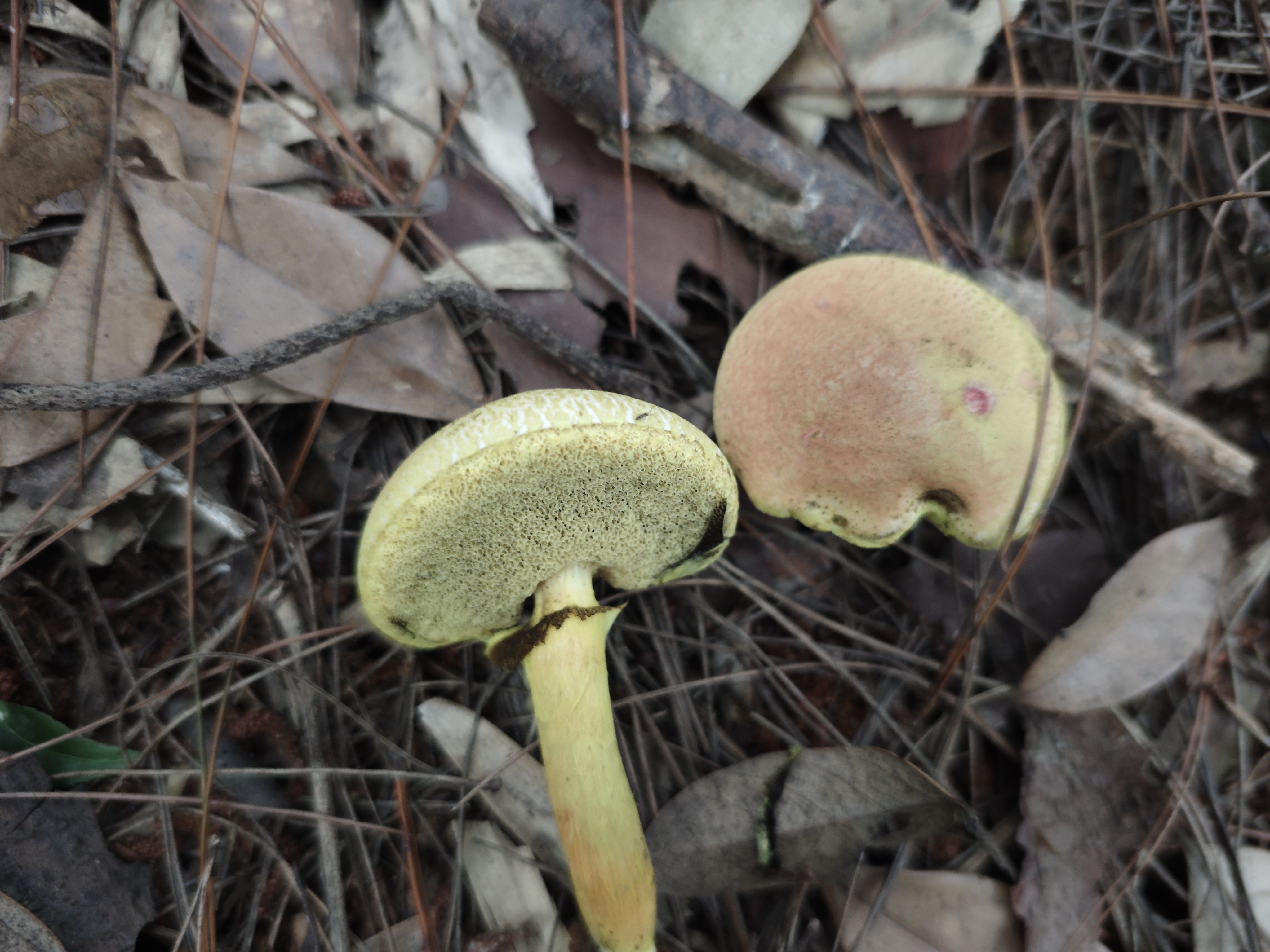 亚红粉末牛肝菌