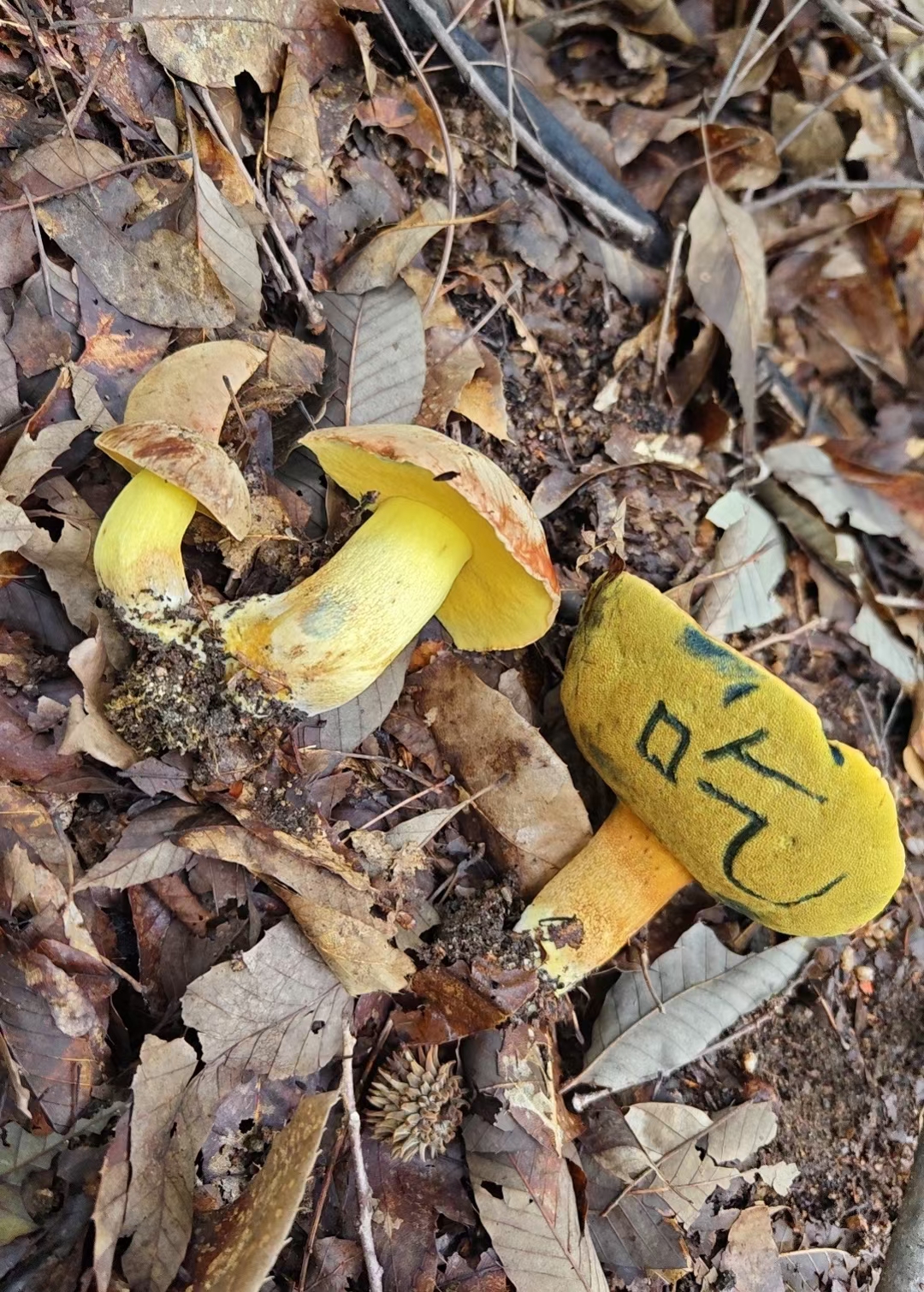 拟褐黄肉牛肝菌