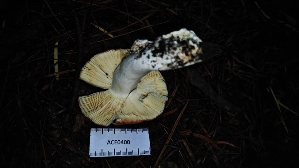 红菇属红菇亚属一种