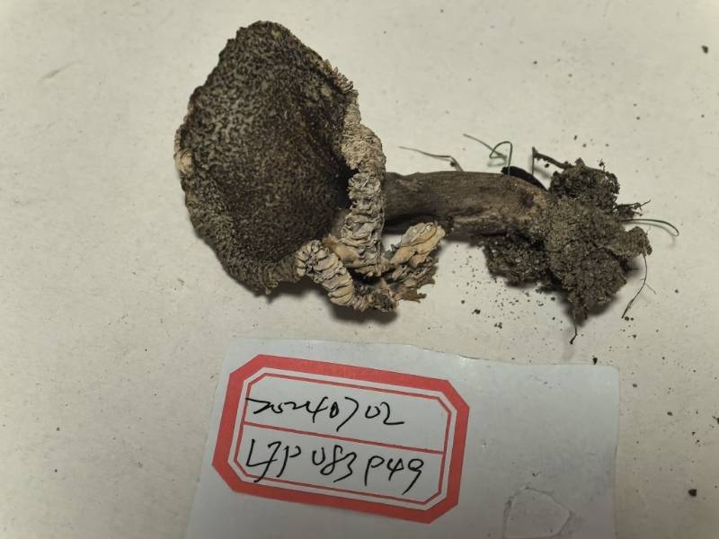 红菇属致密亚属变黑组一种